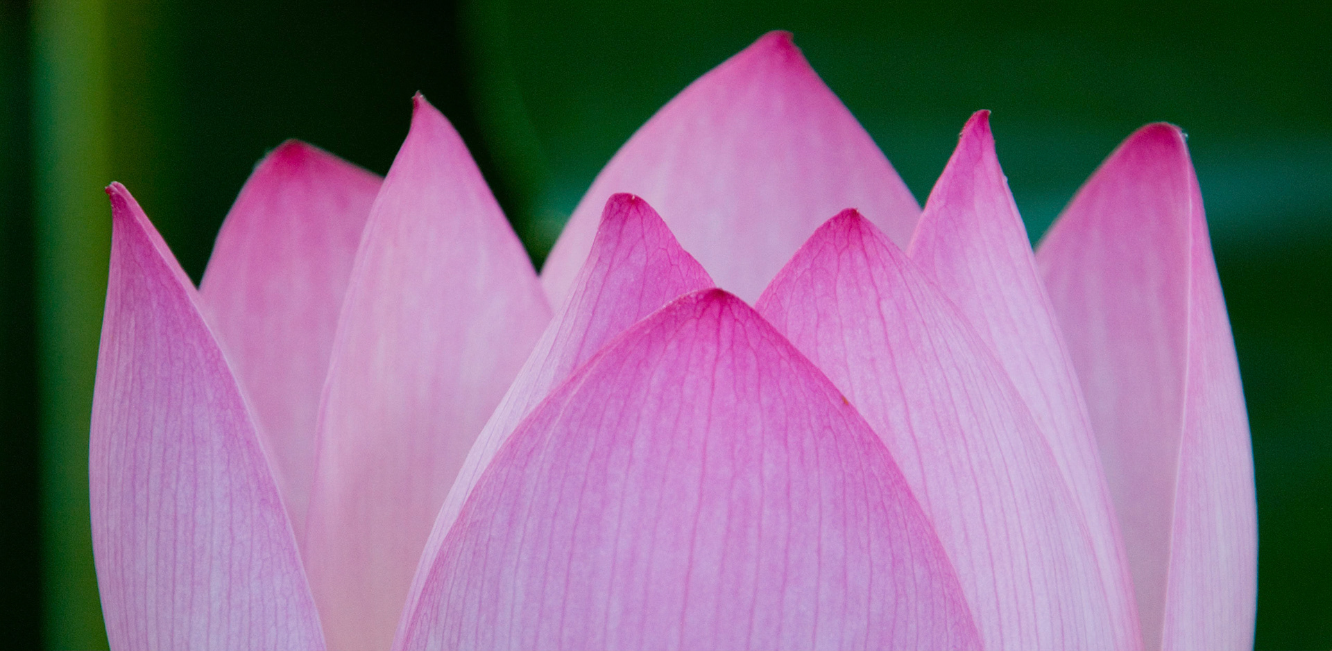 A lotus flower (nelumbo nucifera, aka Sacred Lotus) blooms at the Kenilworth Aquatic Gardens in Washington DC.