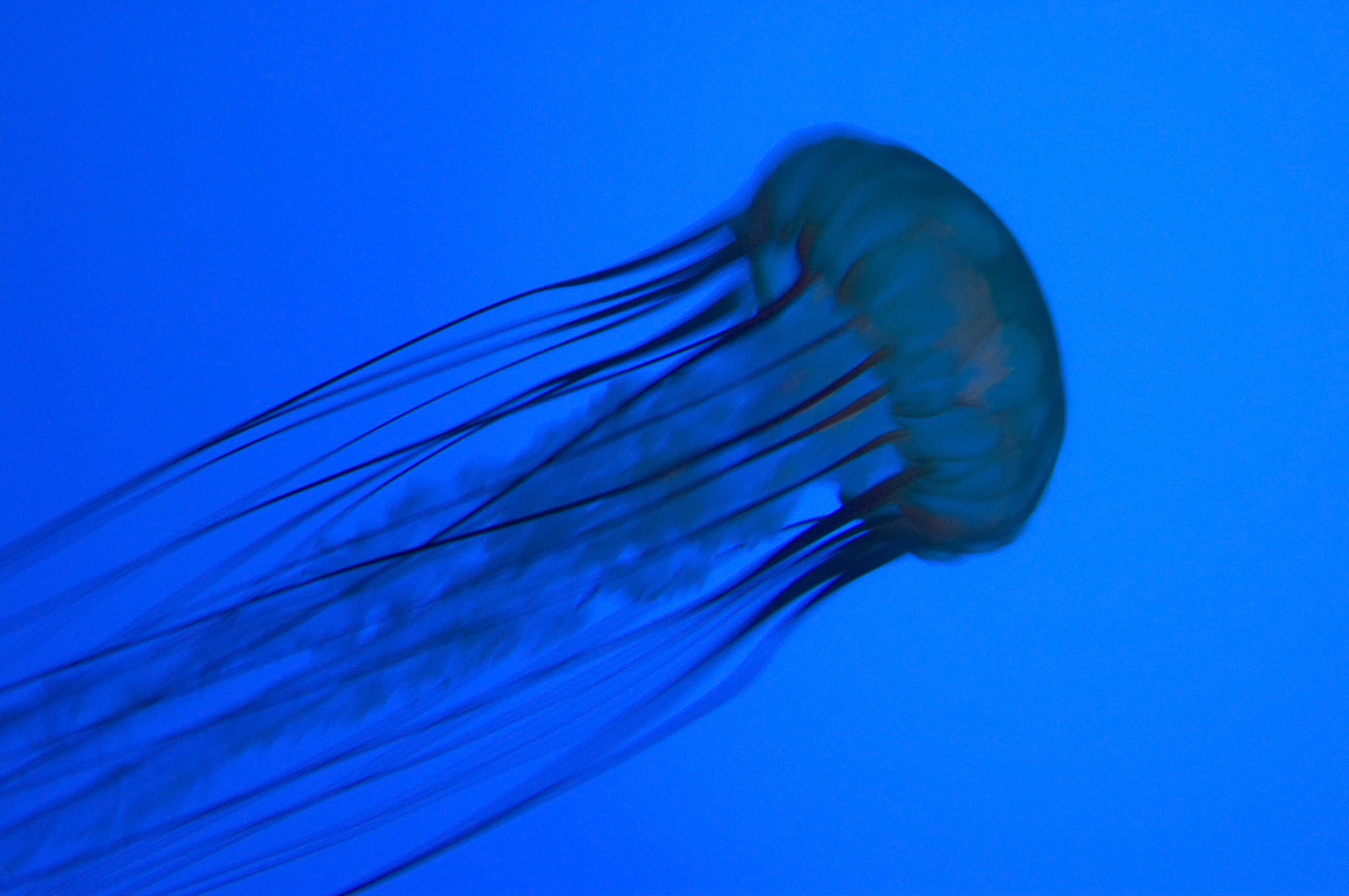 A Pacific sea nettle (Chrysaora fuscescens) at the New England Aquarium in Boston Massachusetts.