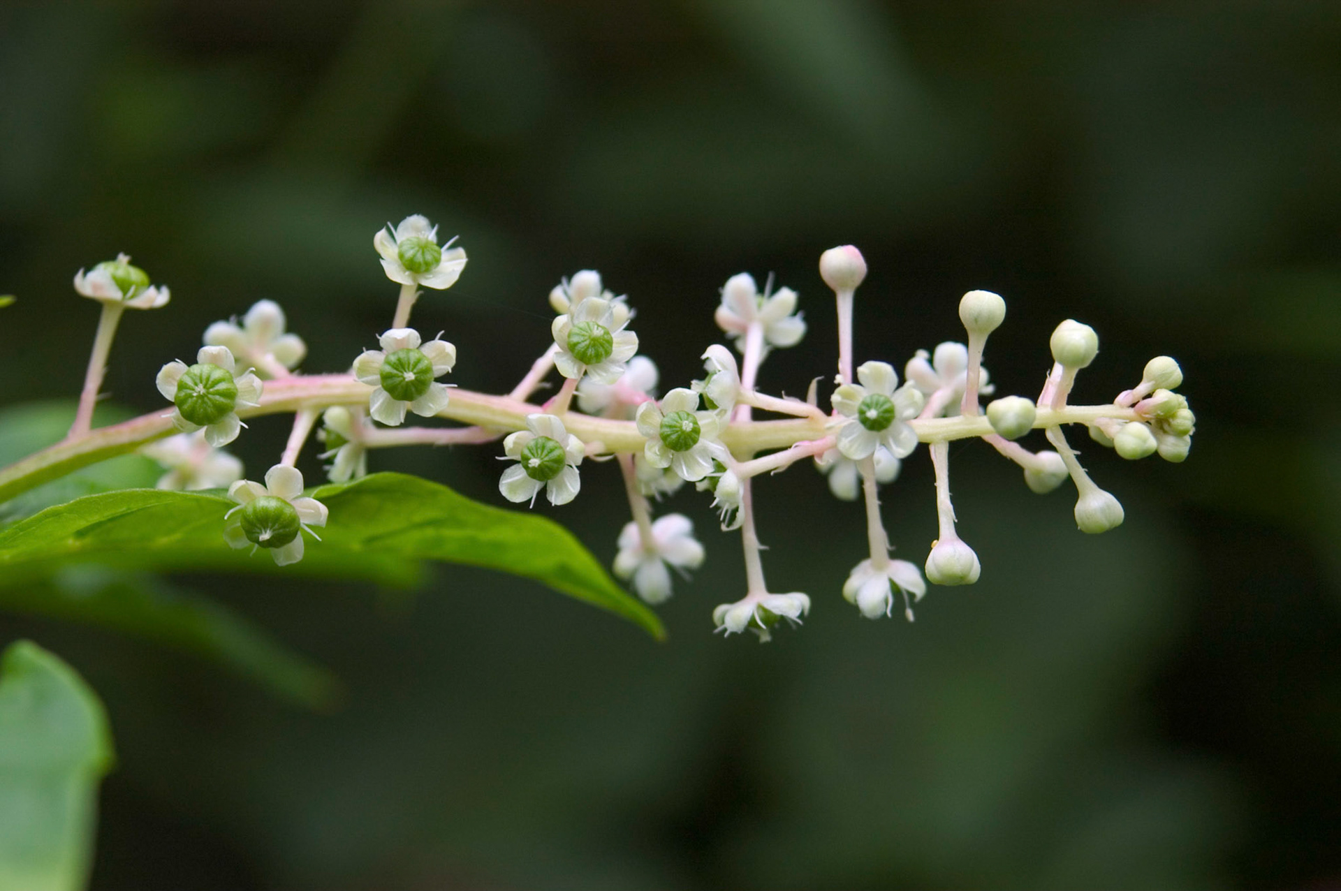 Closeup of the flowers of an American pokeweed (Phytolacca americana) plant growing along the Potomac River in Virginia near Teddy Roosevelt Island.