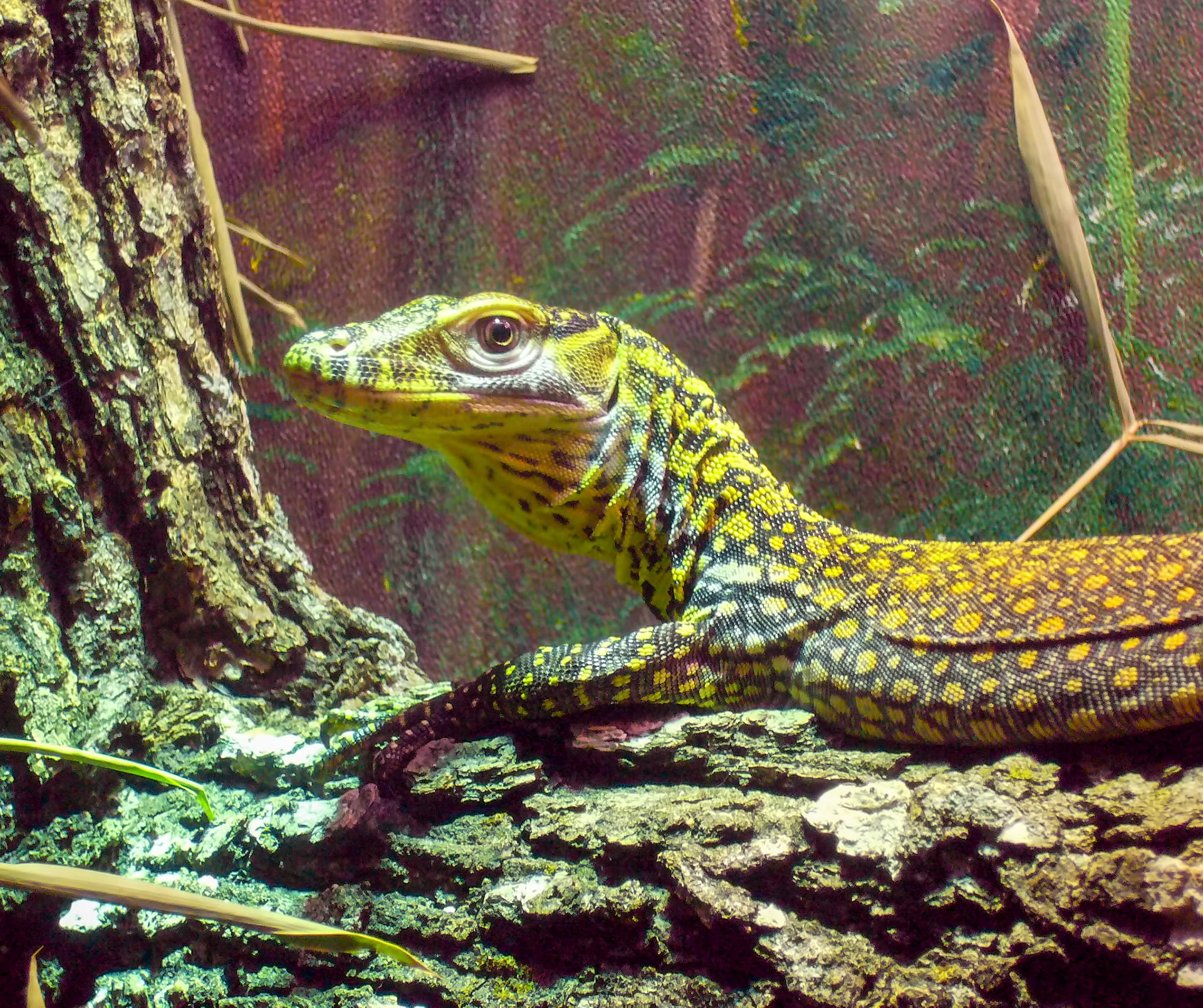 Baby komodo dragon (Varanus komodoensis) born at the San Antonio Zoo in San Antonio Texas.
