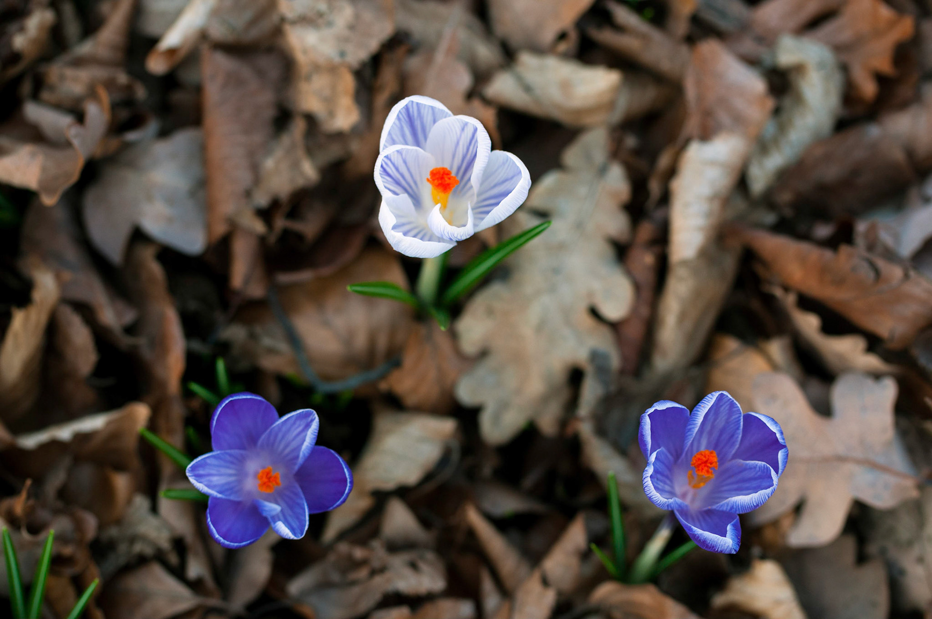 Crocuses bloom at the Royal Botanic Gardens in Kew, England.