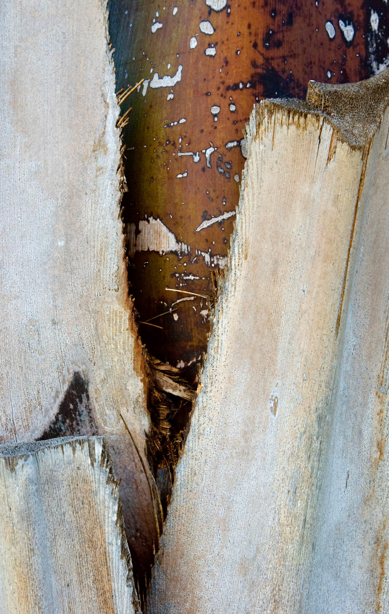 A closup on the trunk of a mule palm (X Butiagrus nabonnandii) that grows near the conservatory at the San Antonio Botanical Garden in San Antonio Texas.