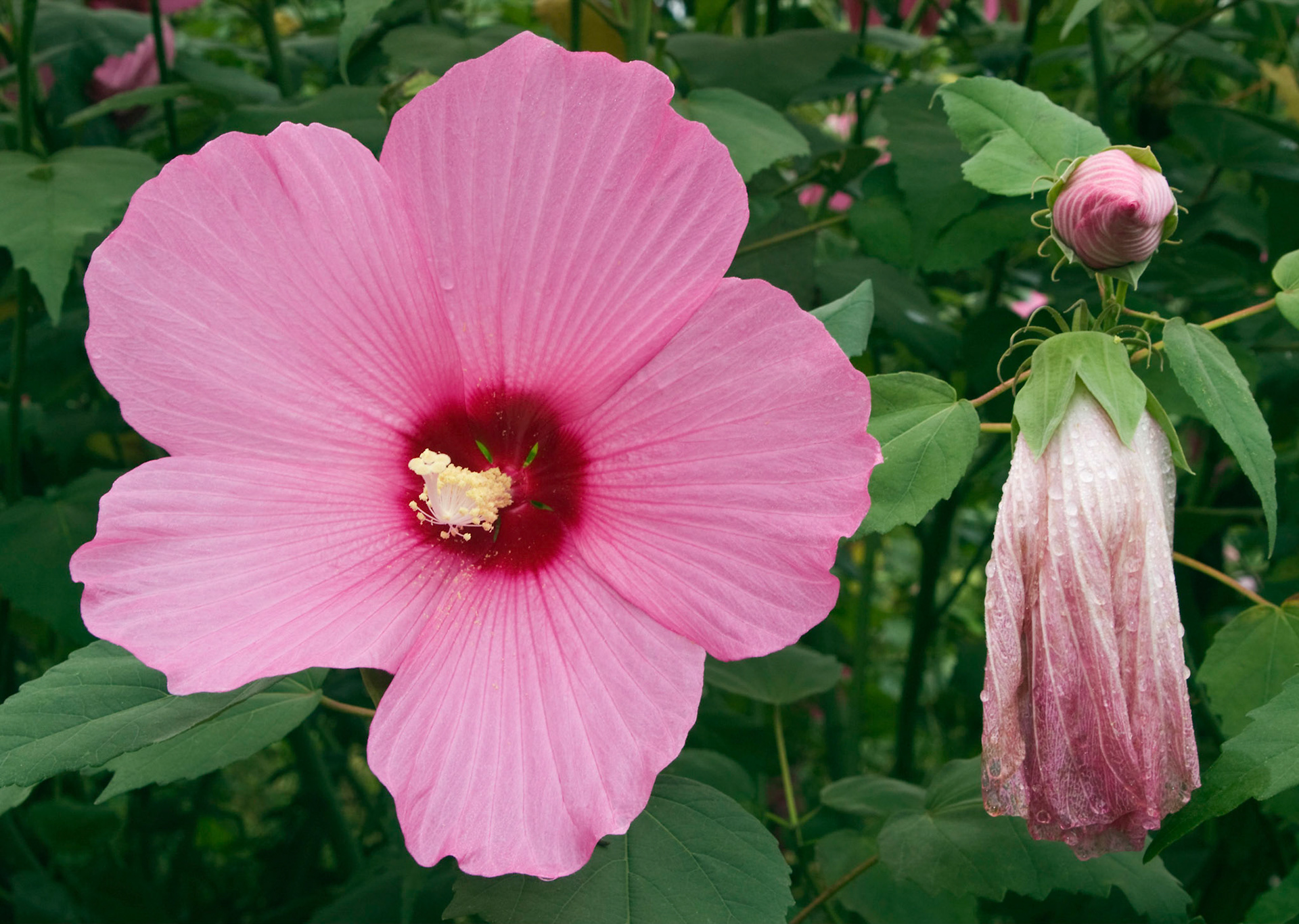 Hybrid hibiscuses bloom at the San Antonio Botanical Garden in San Antonio Texas.