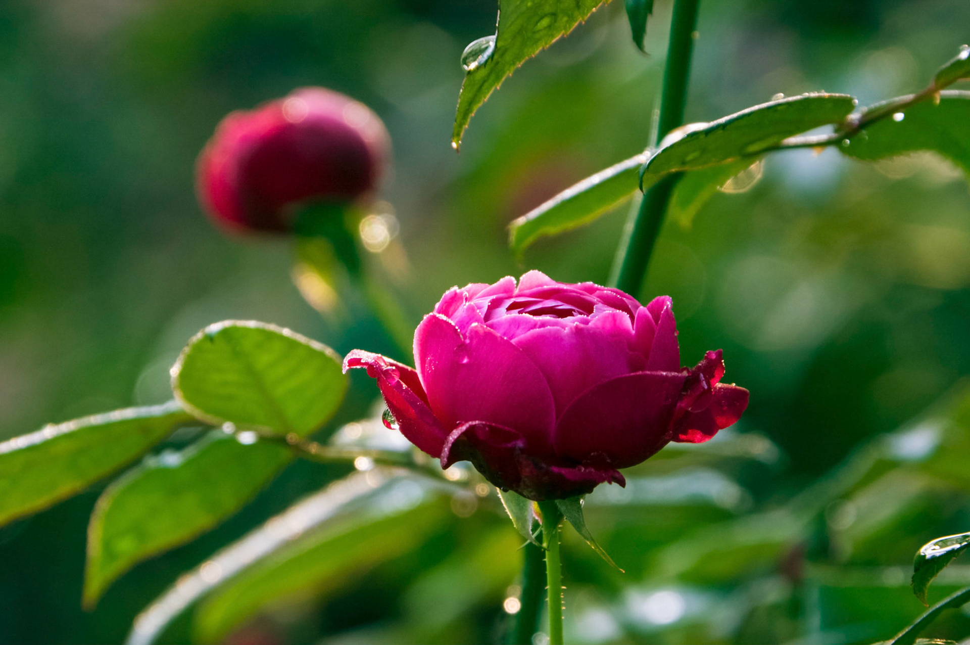 A dew-covered rose blooms at the San Antonio Botanical Garden in San Antonio Texas.