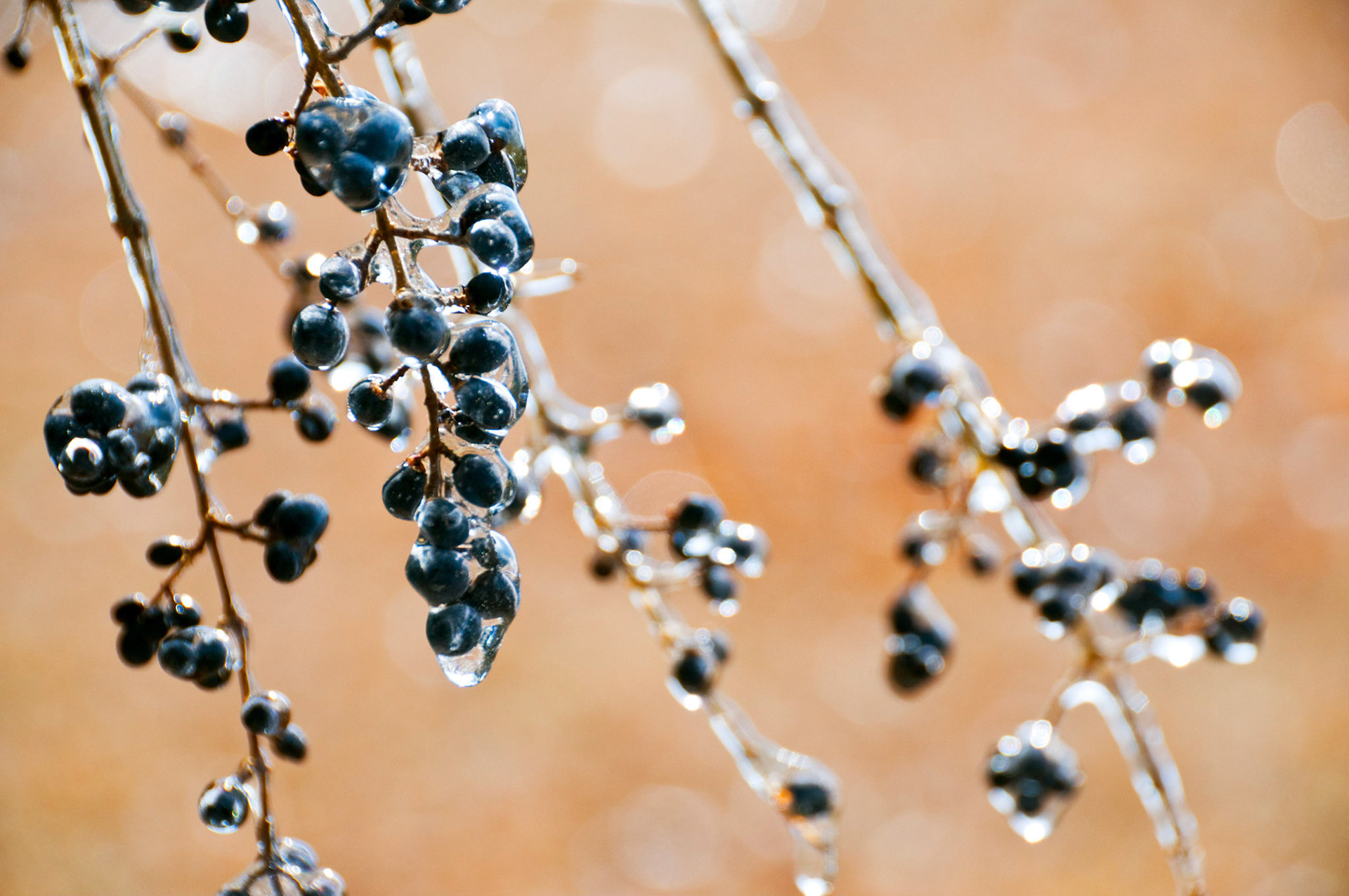 Ice coats some blue berries on a shrub as the result of an ice storm in Dallas Texas.