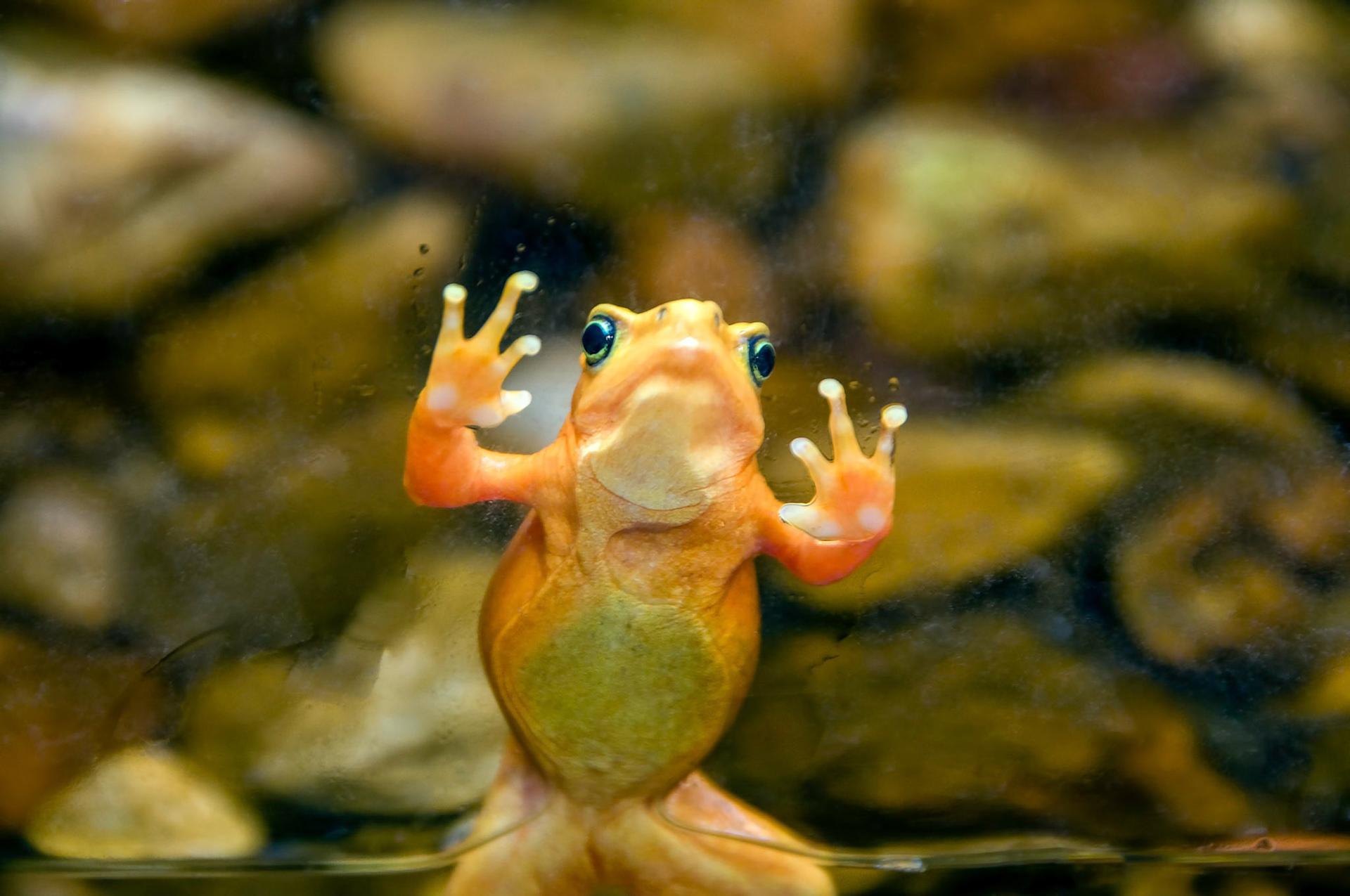 A Panama gold frog (Atelopus zeteki) explores his boundaries at the San Antonio Zoo in San Antonio Texas.