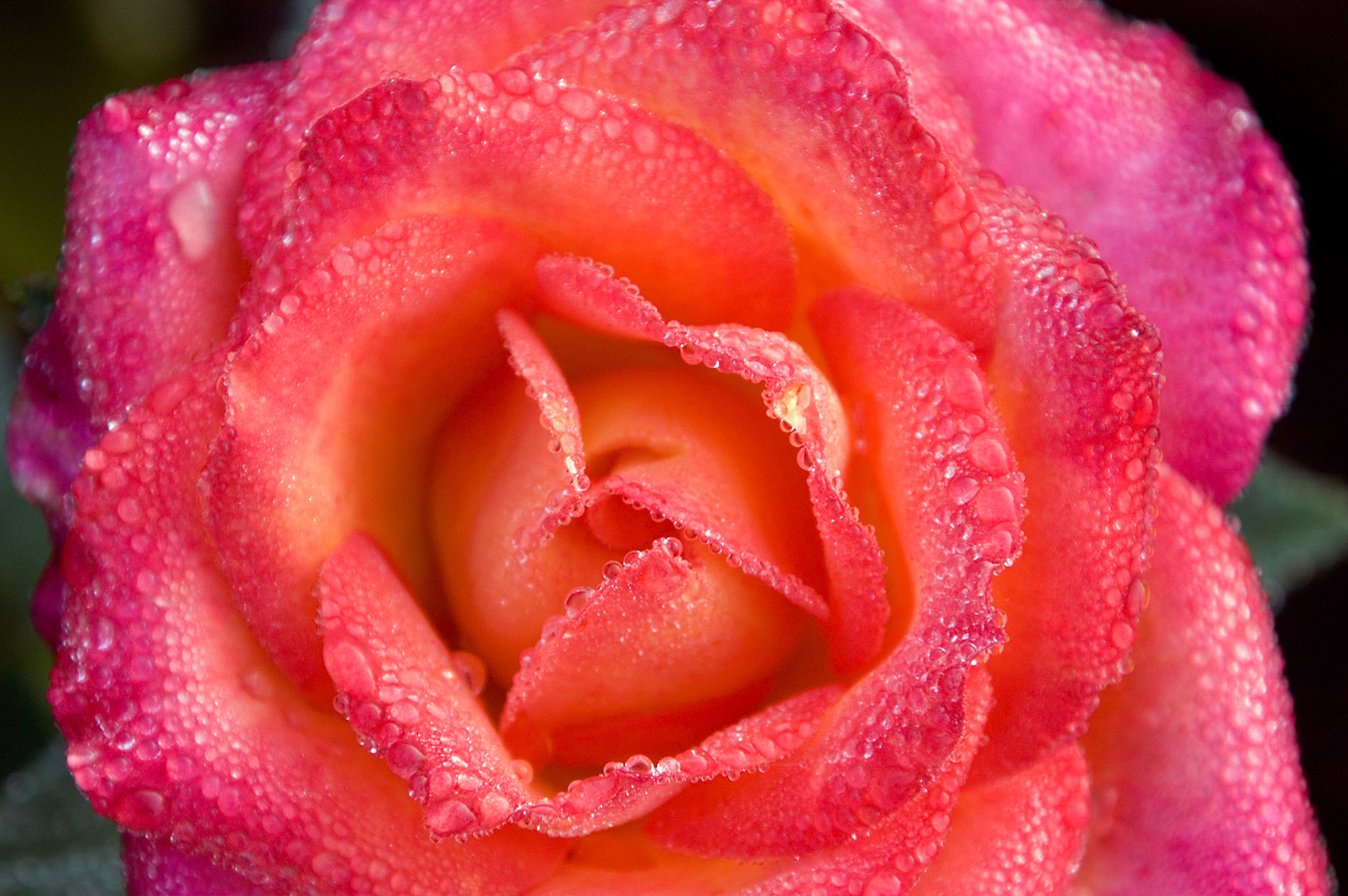 The dewey blossom of a 'Perfect Moment' variety hybrid tea rose at the Bon Air Park and Memorial Rose Gardens in Arlington VA.