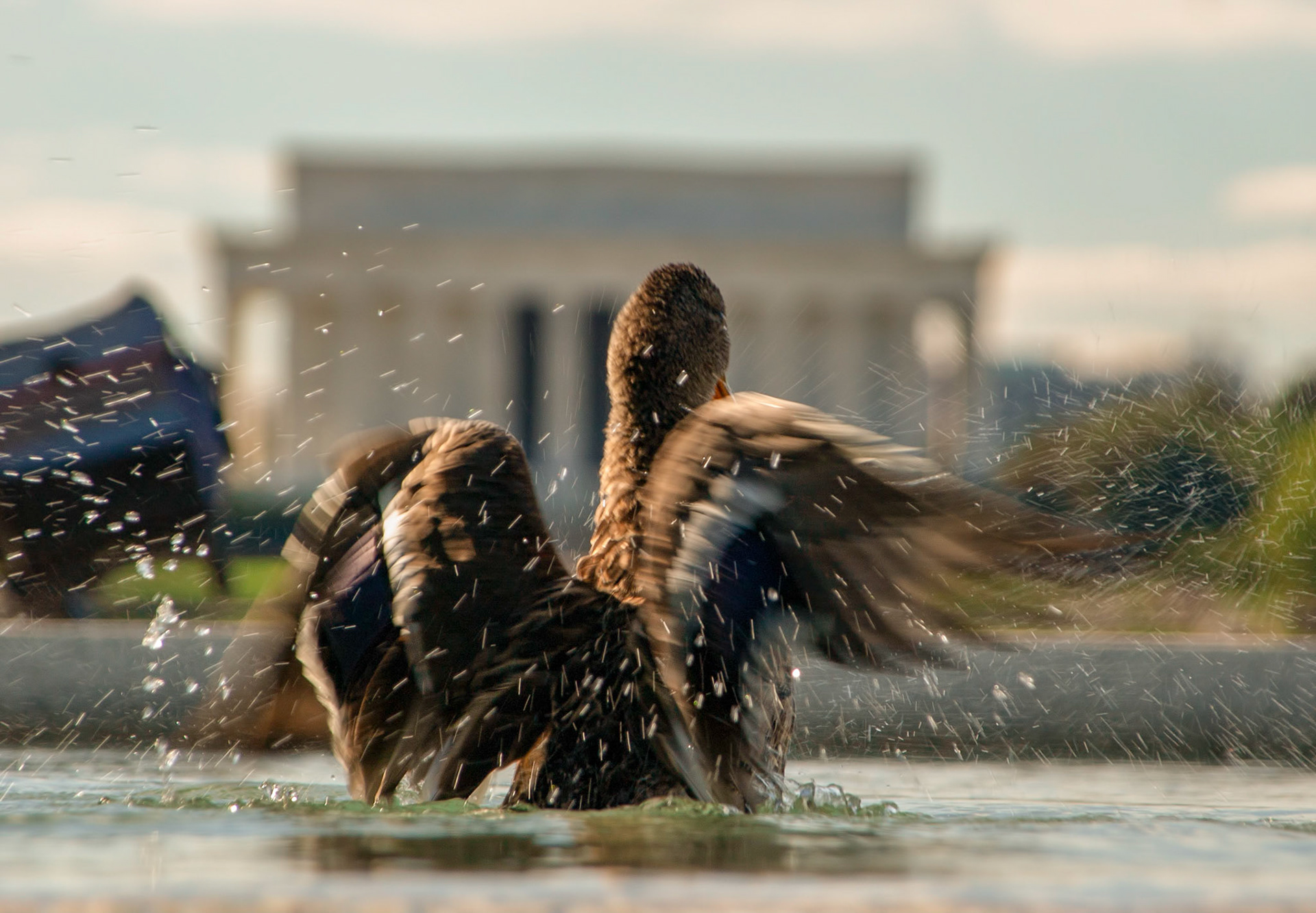 A mallard duck splashes around in the reflecting pool in Washington DC with the Lincoln Memorial in the background.