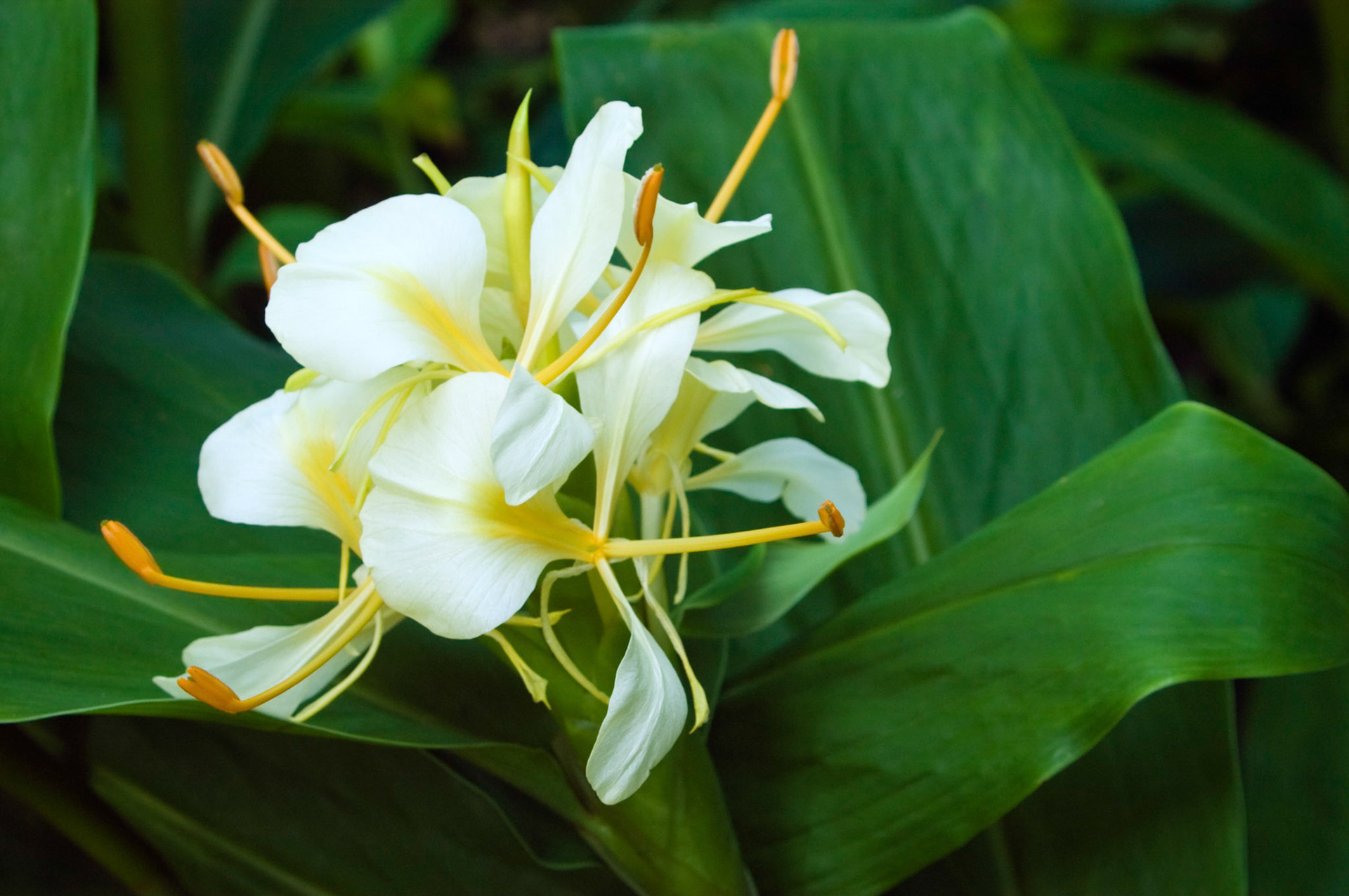 Dr. Moy's hybrid Big Flower Ball ginger lily (Hedychium) blooms at the San Antonio Botanical Garden in San Antonio Texas.