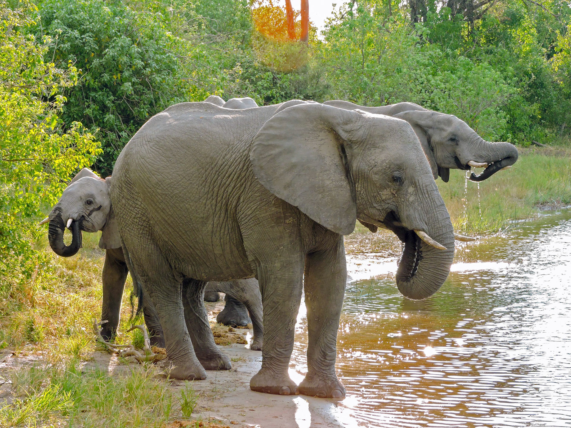 African bush elephants (Loxodonta africana) drink at a watering hole as seen from a game drive at theXigera Wilderness Safaris camp in Botswana, Africa.