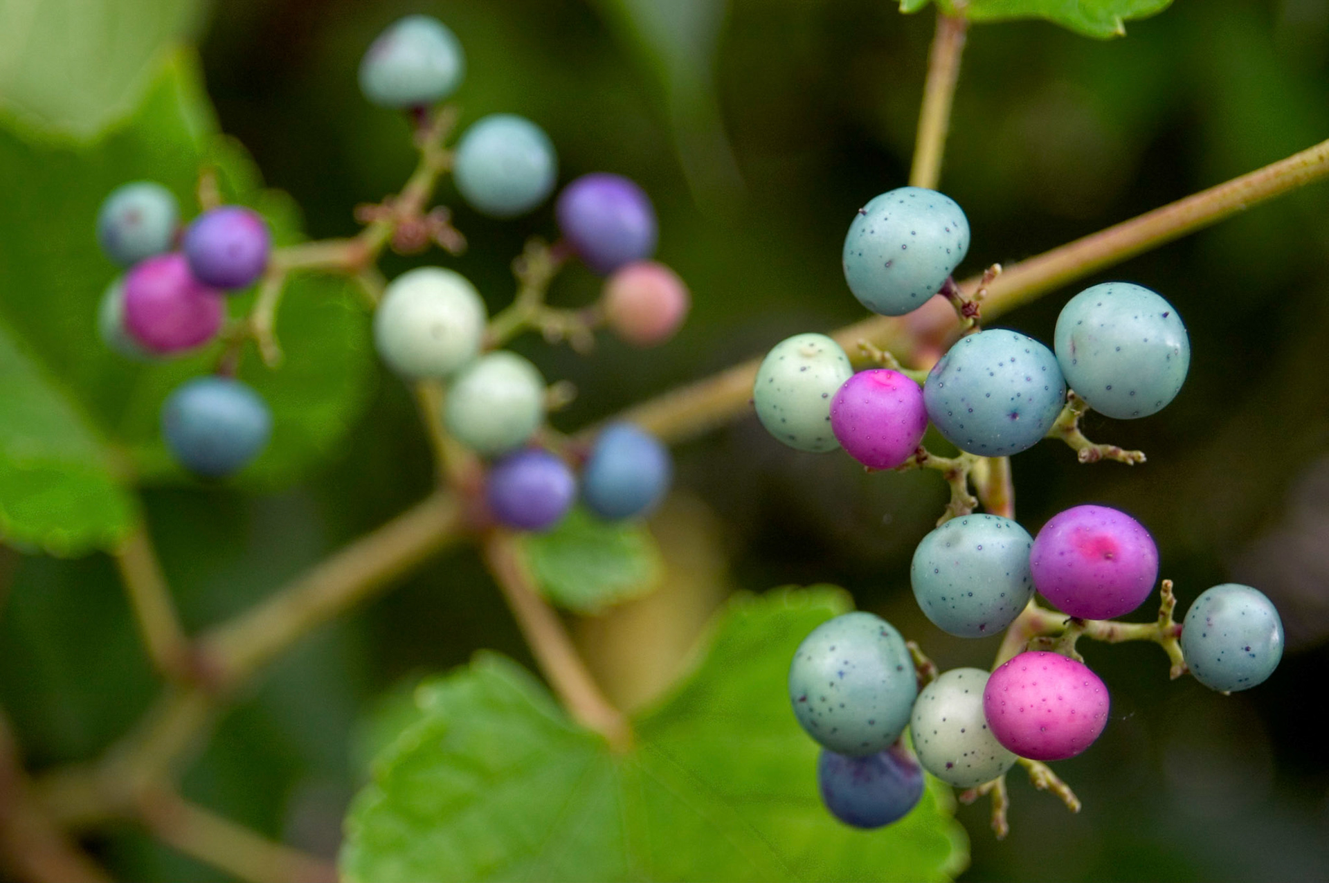 Colorful porcelain berries (Ampelopsis glandulosa var. brevipedunculata) grow from a vine near the W&OD bike trail in Arlington Virginia.