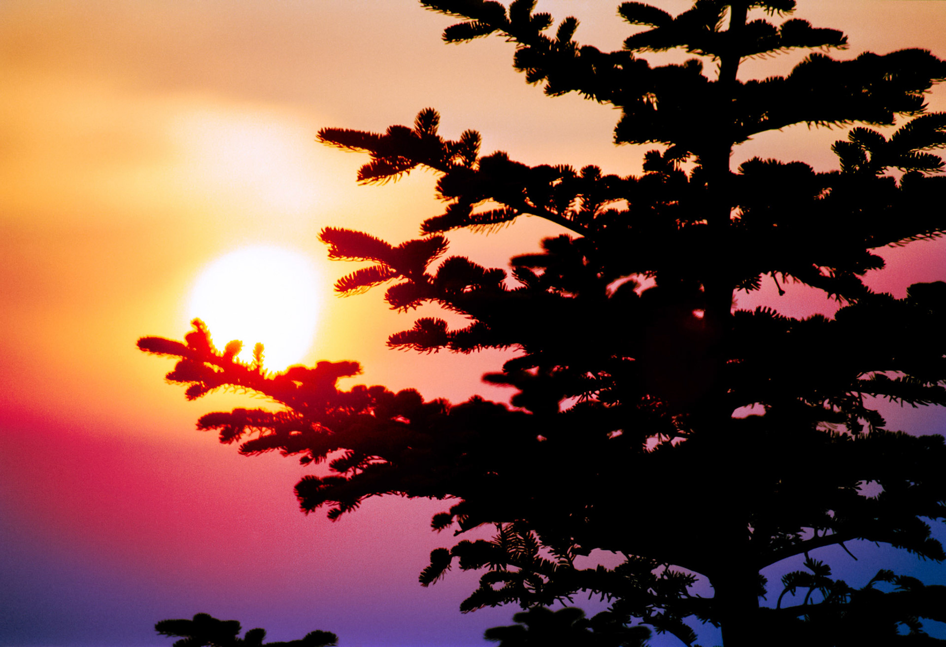 A pine tree watches the sun set from Cadillac Mountain at Acadia National Park in Maine.