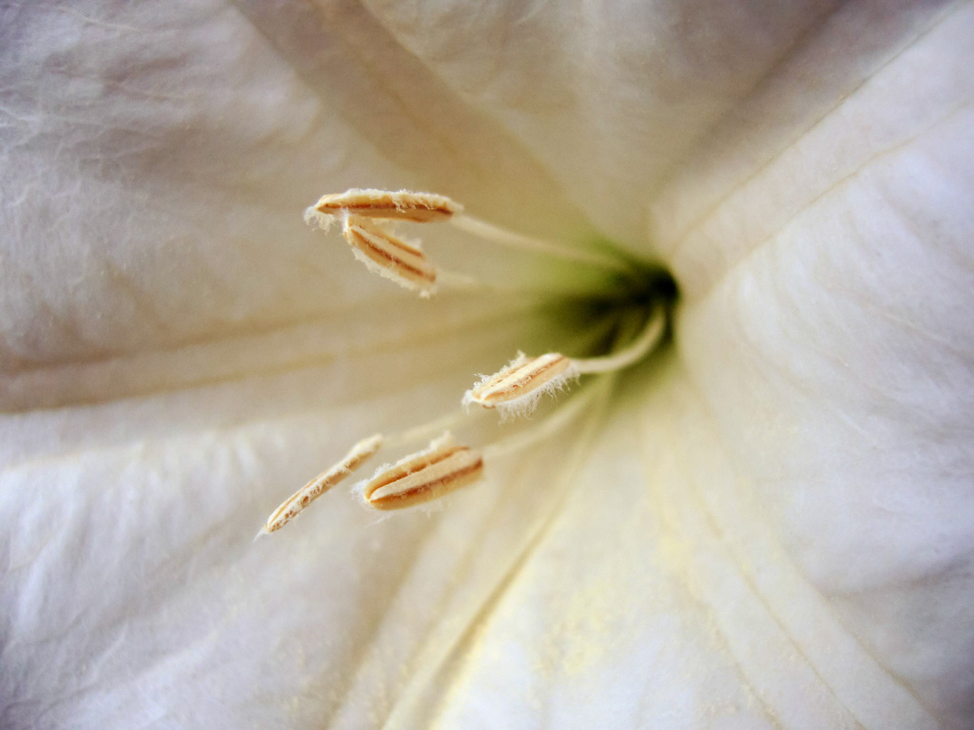 Jimsonweed (Datura wrightii) blooms at the San Antonio Botanical Garden in San Antonio Texas.