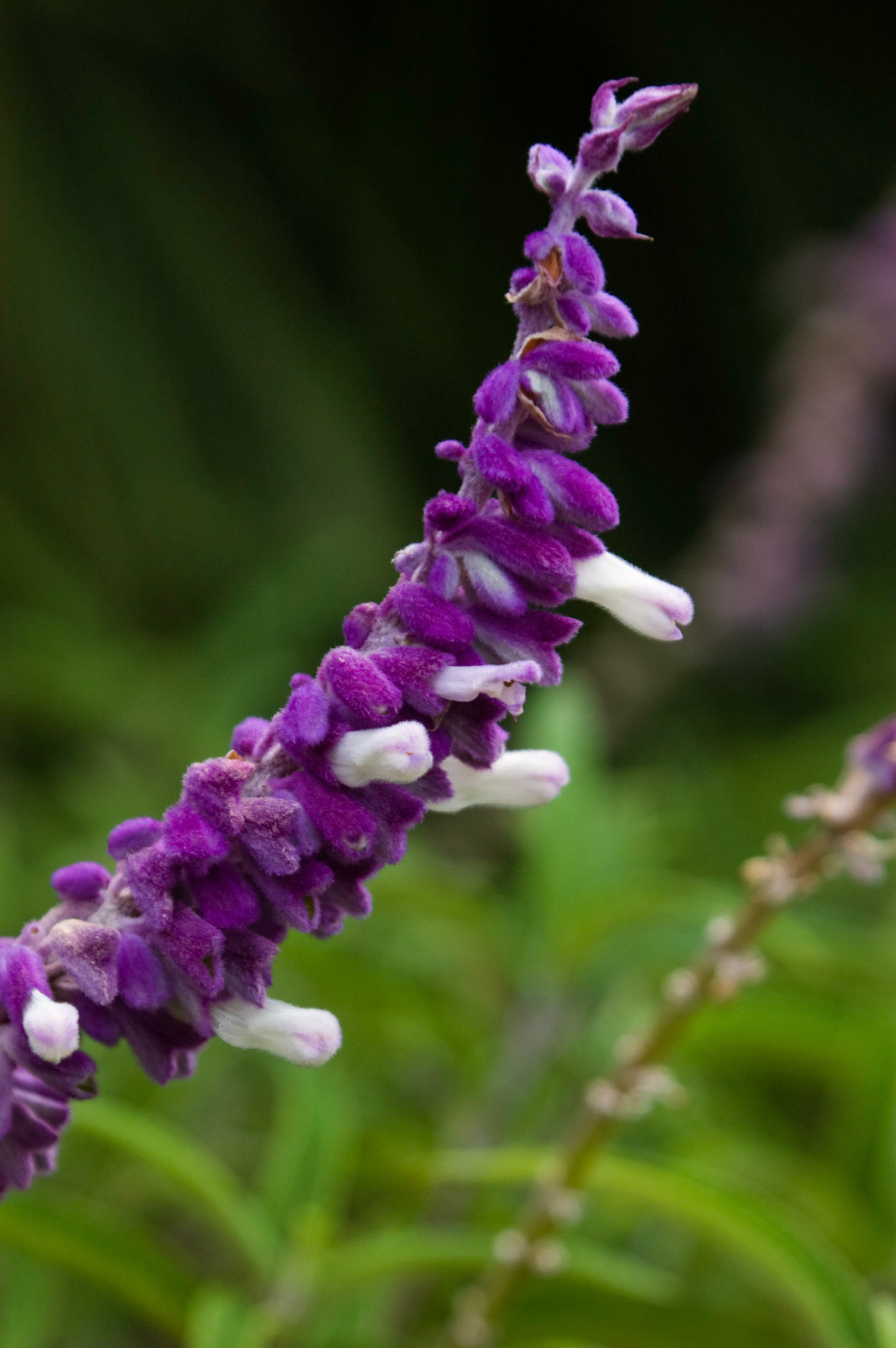 Mexican bush sage (Salvia leucantha) blooms at the San Antonio Botanical Garden in San Antonio Texas.