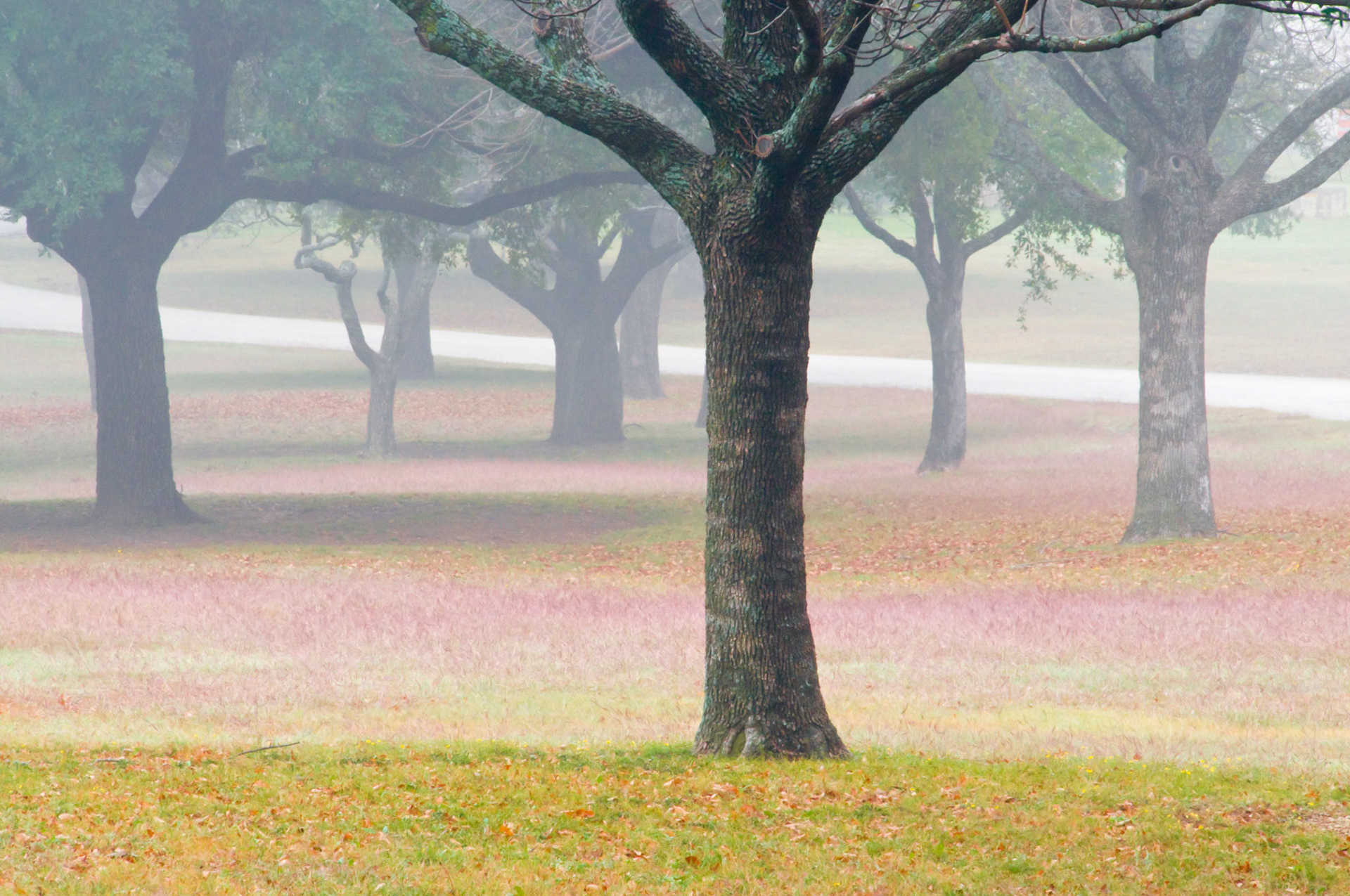 A foggy day at Flag Pole Hill in Dallas Texas.