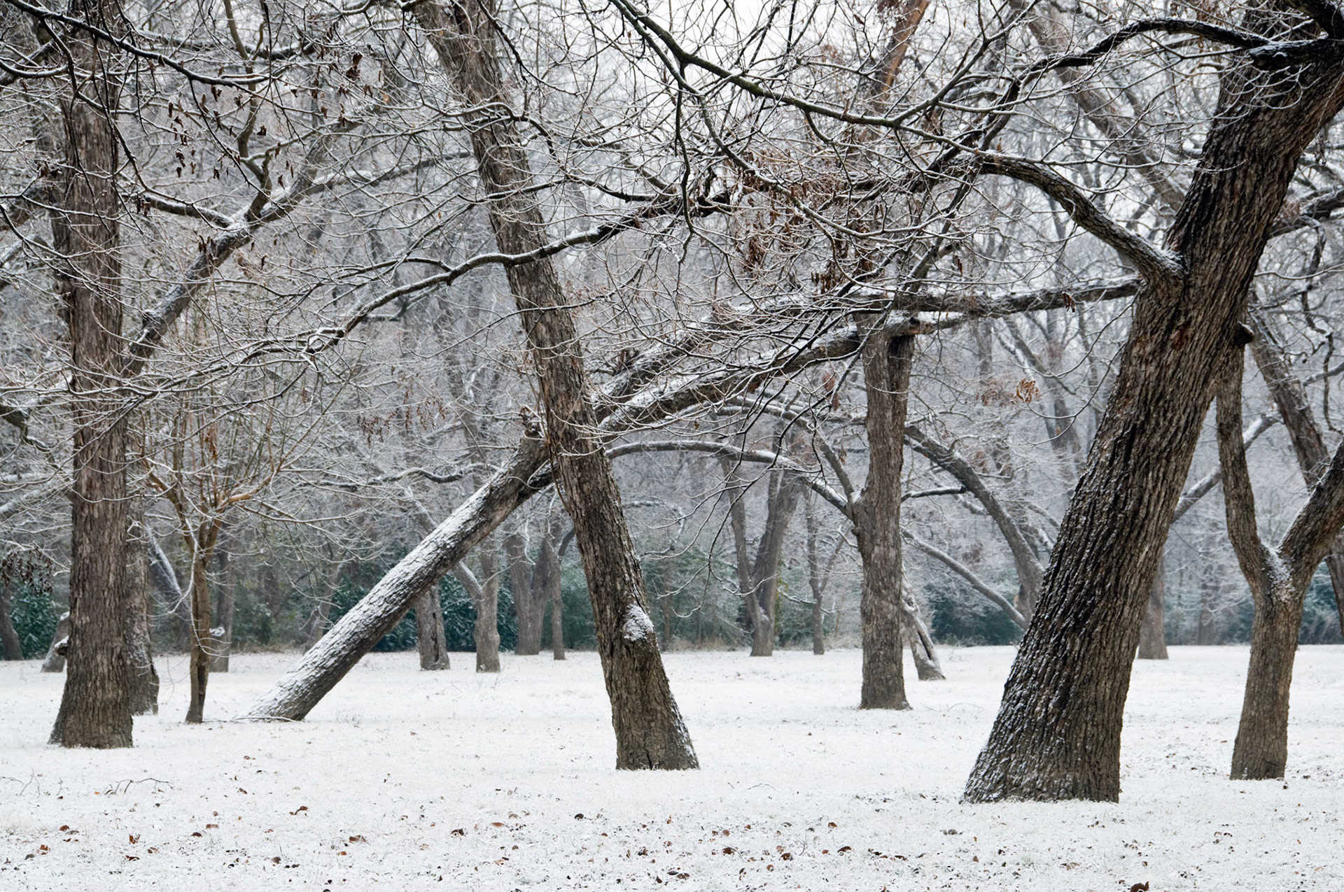 A forest after a dusting of snow in Dallas Texas.