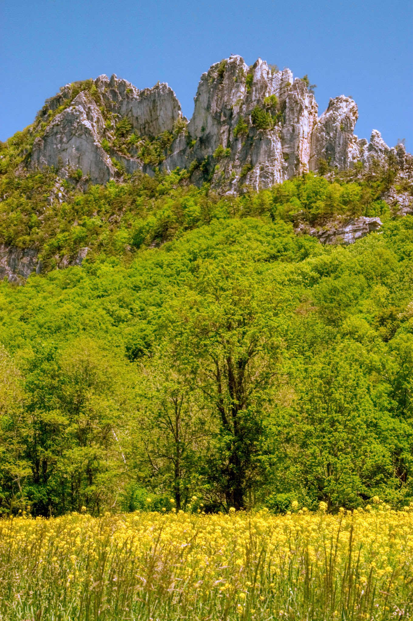 Wildflowers grow in a field below the rocks of the Seneca Rocks National Recreation Area in West Virginia.