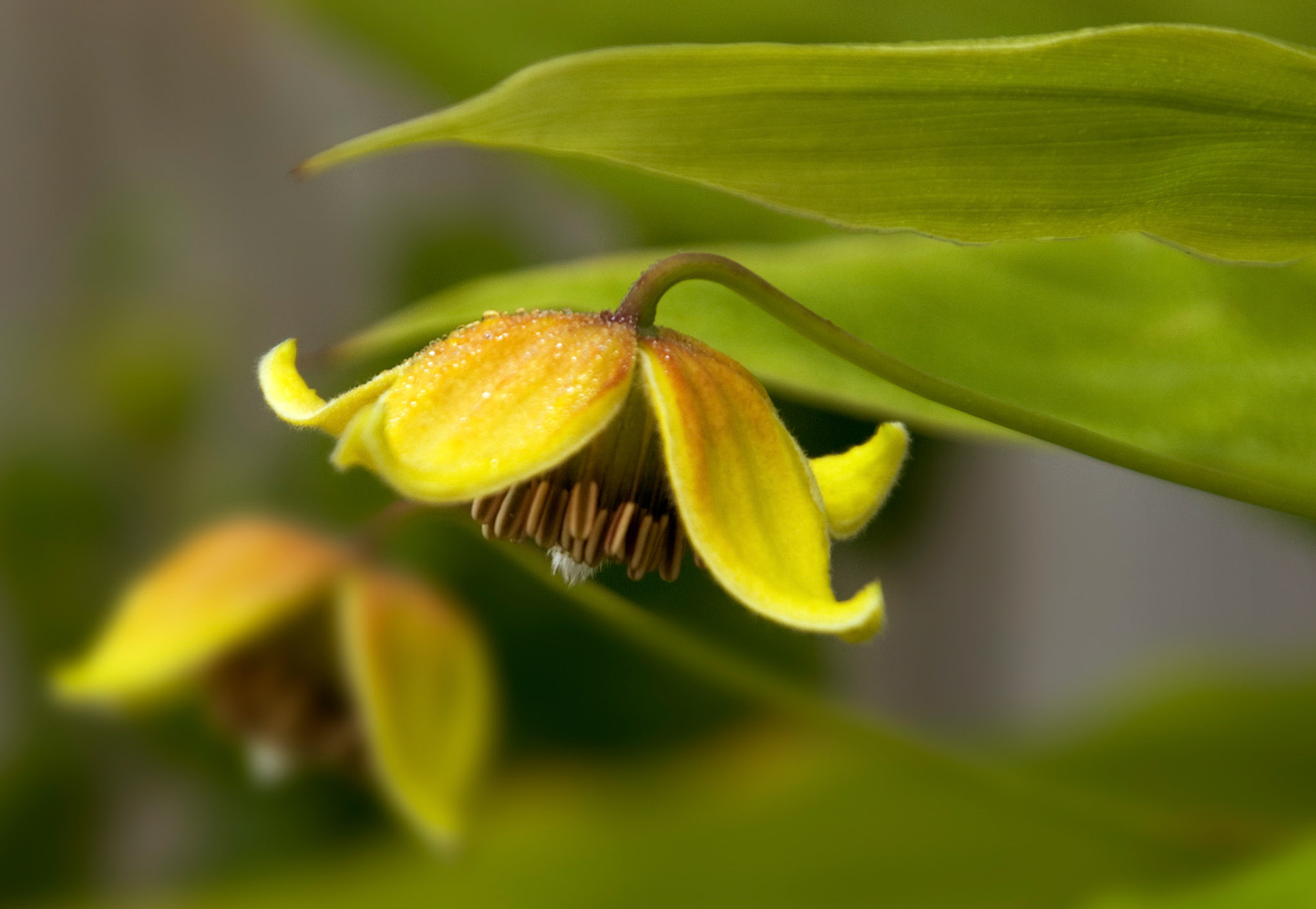 A clematis tibetana vine blooms at Greenspring Gardens in Alexandria Virginia.