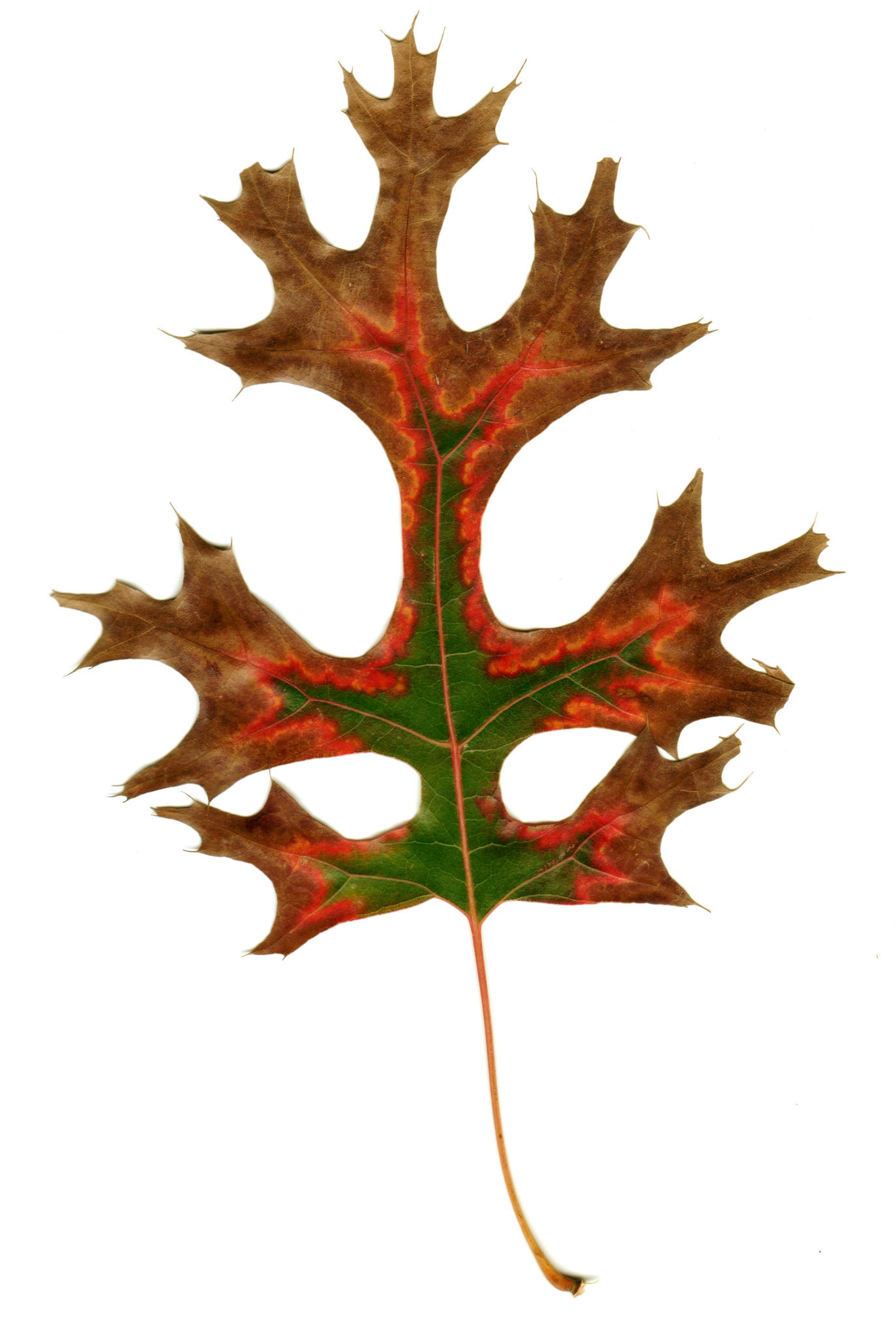 This oak leaf is in the process of turning from alive and green to dead and brown, but the transition area is a bright red orange that looks like the leaf is actually burning.