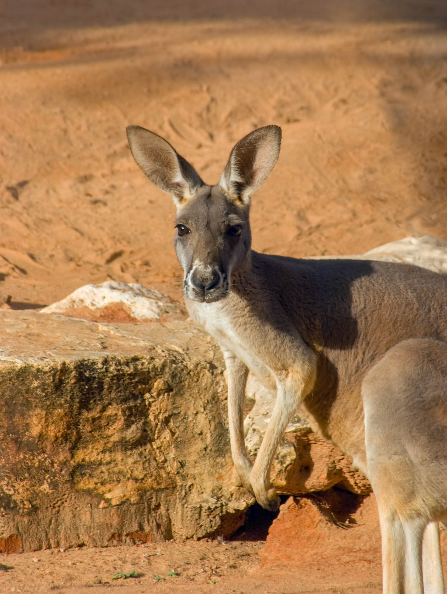 A red kangaroo (Macropus rufus) in its enclosure at the San Antonio Zoo in San Antonio Texas.