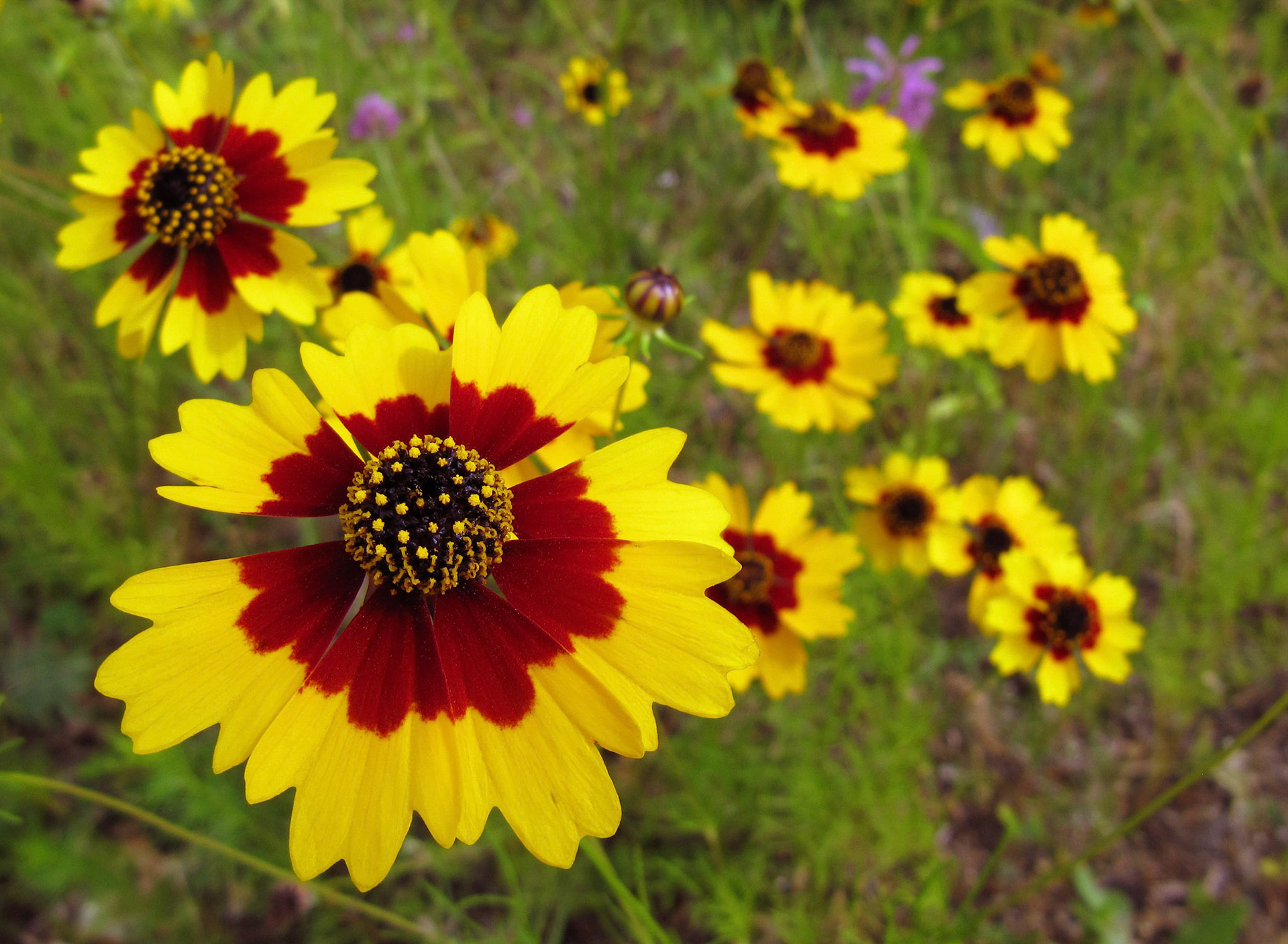 Coreopsis (coreopsis sp) flowers bloom at the Crossings Resort near Austin Texas.