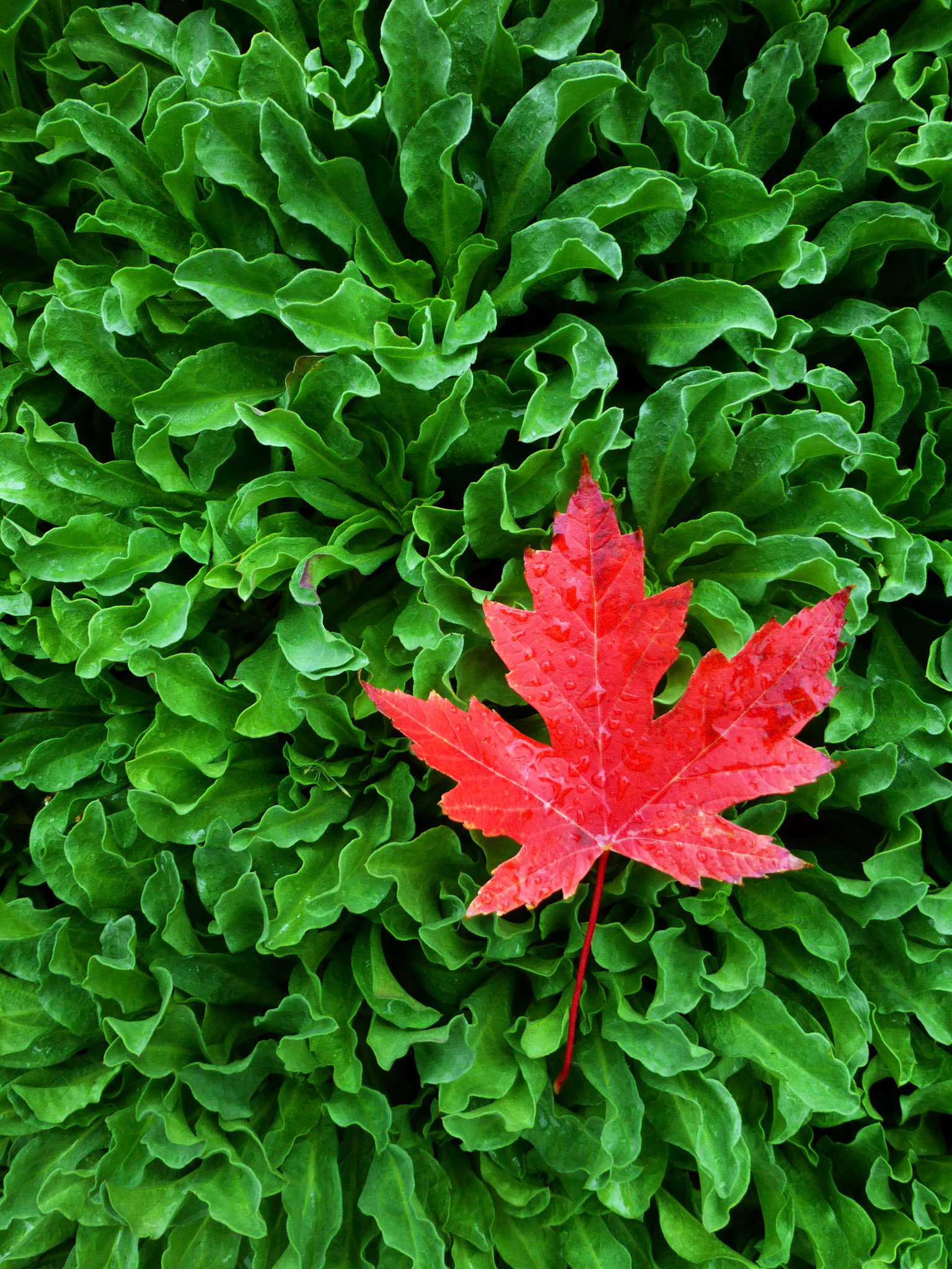 A red maple leaf has fallen onto the green leaves of a shrub in the town of Eastsound on Orcas Island in Washington.