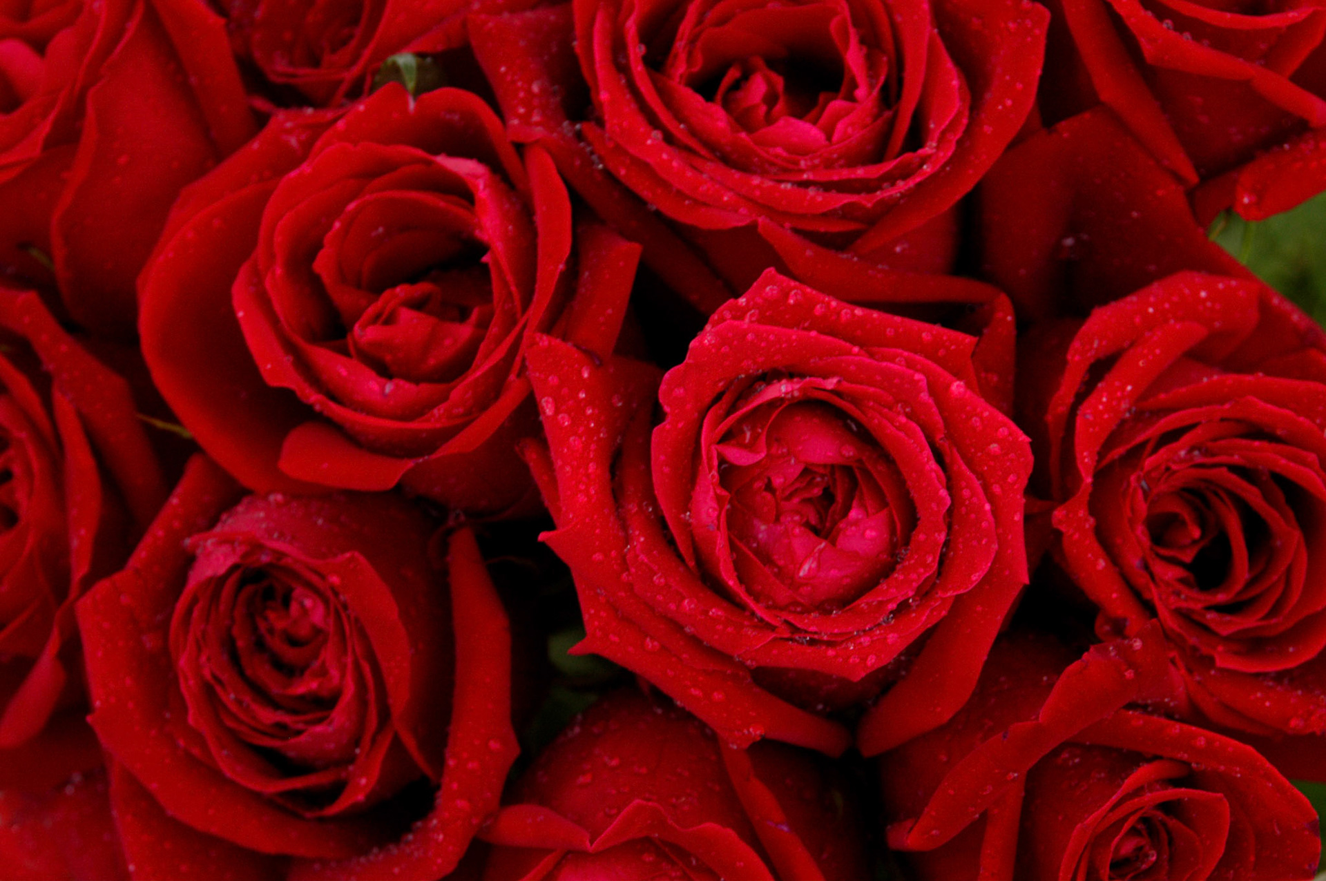 A bouquet of roses catches the rain at Arlington National Cemetery in Arlington Virginia.