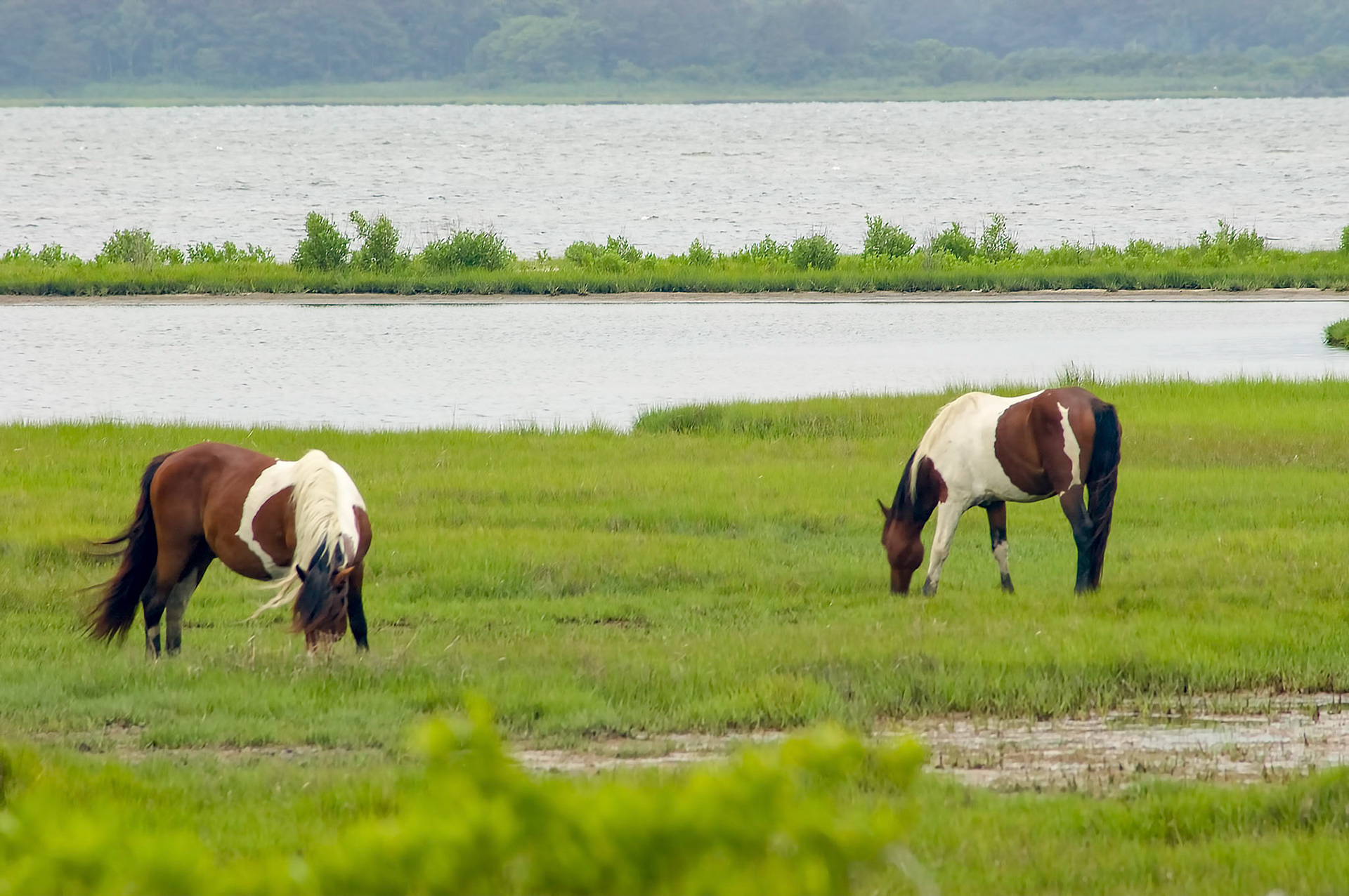 Wild horses graze in the marshes of Assateague Island National Seashore in Maryland.