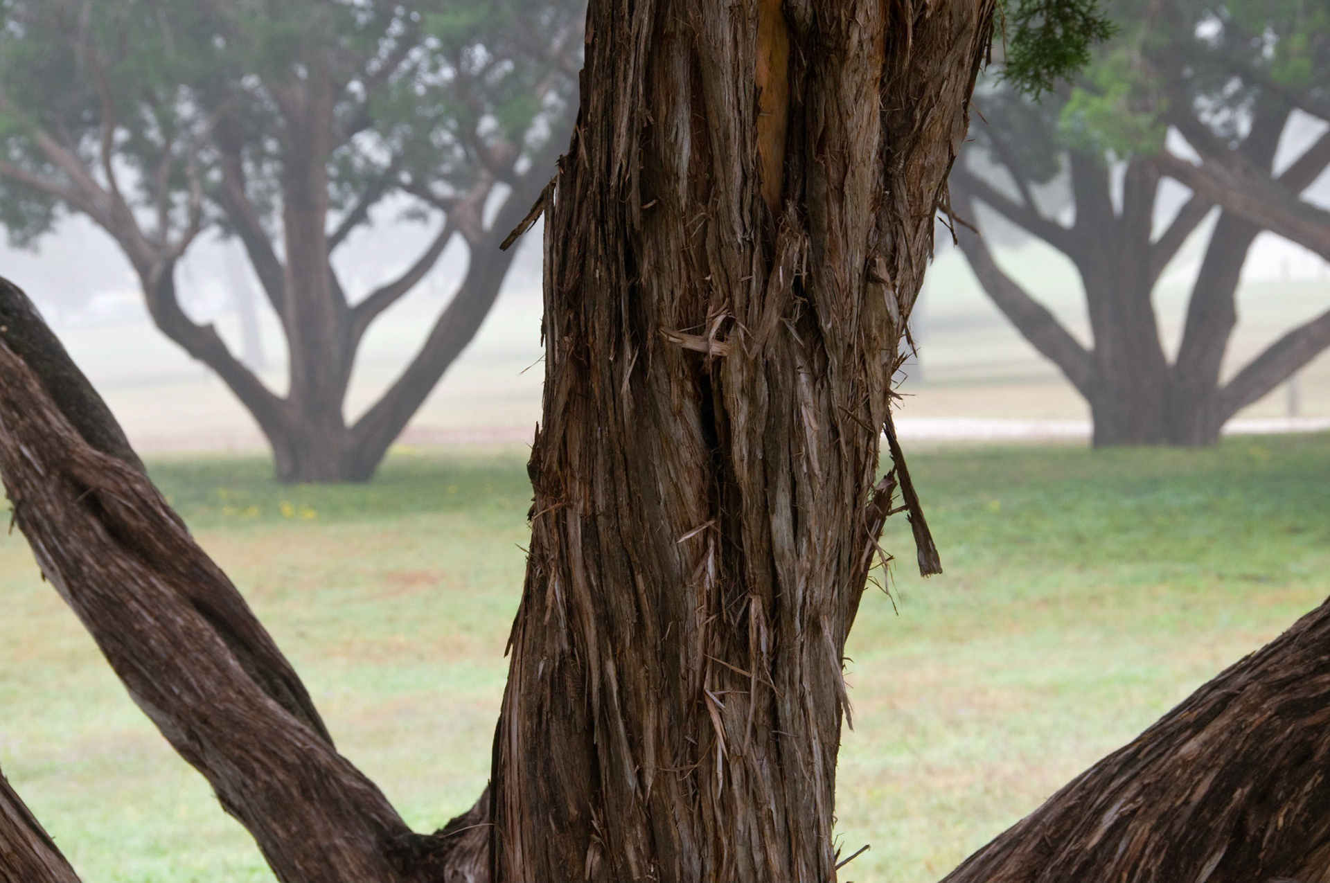 A foggy day at Flag Pole Hill in Dallas Texas.