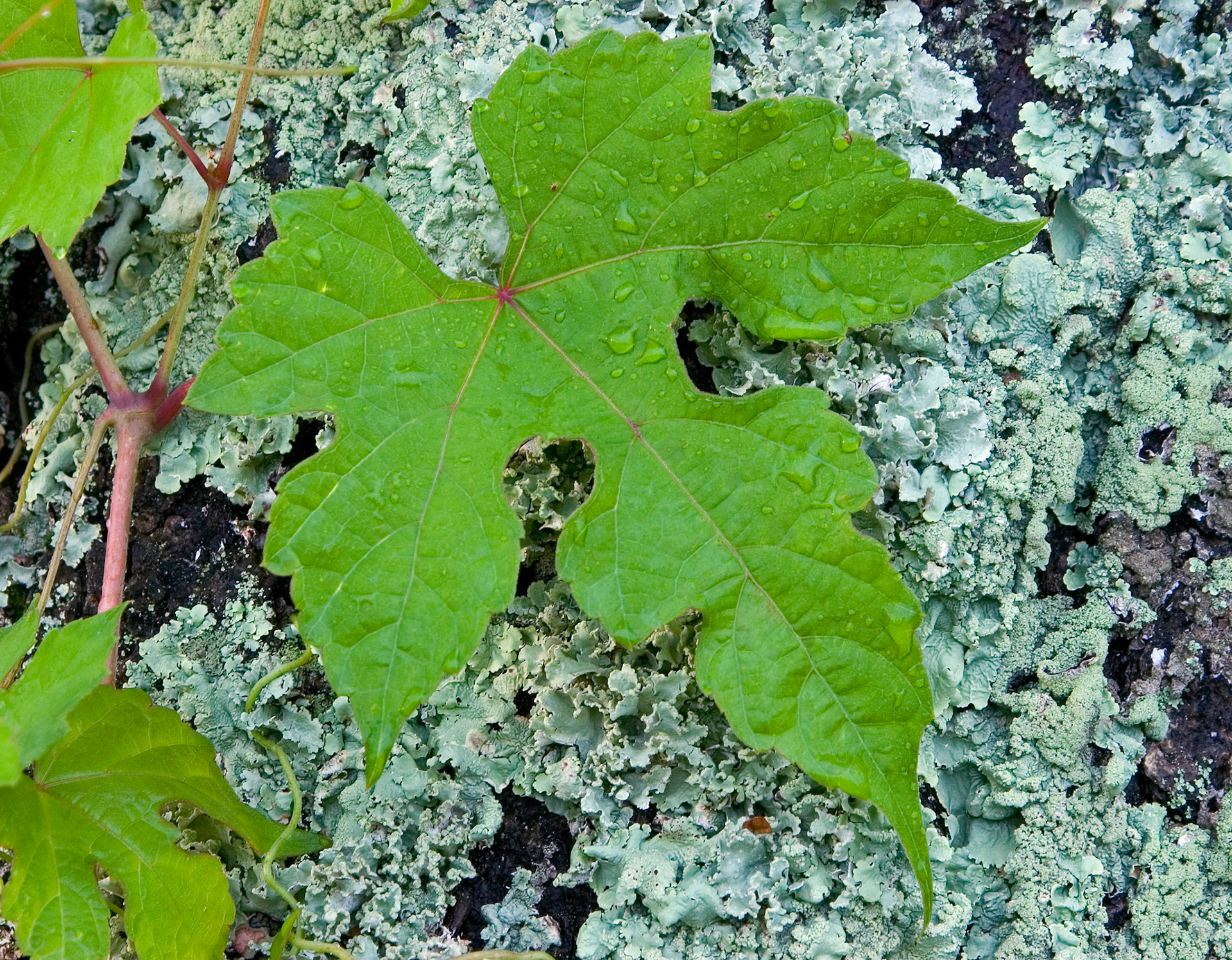 A porcelainberry vine (Ampelopsis brevipedunculata)  grows on a lichen-covered tree trunk at the Kenilworth Park and Aquatic Gardens in Washington DC.