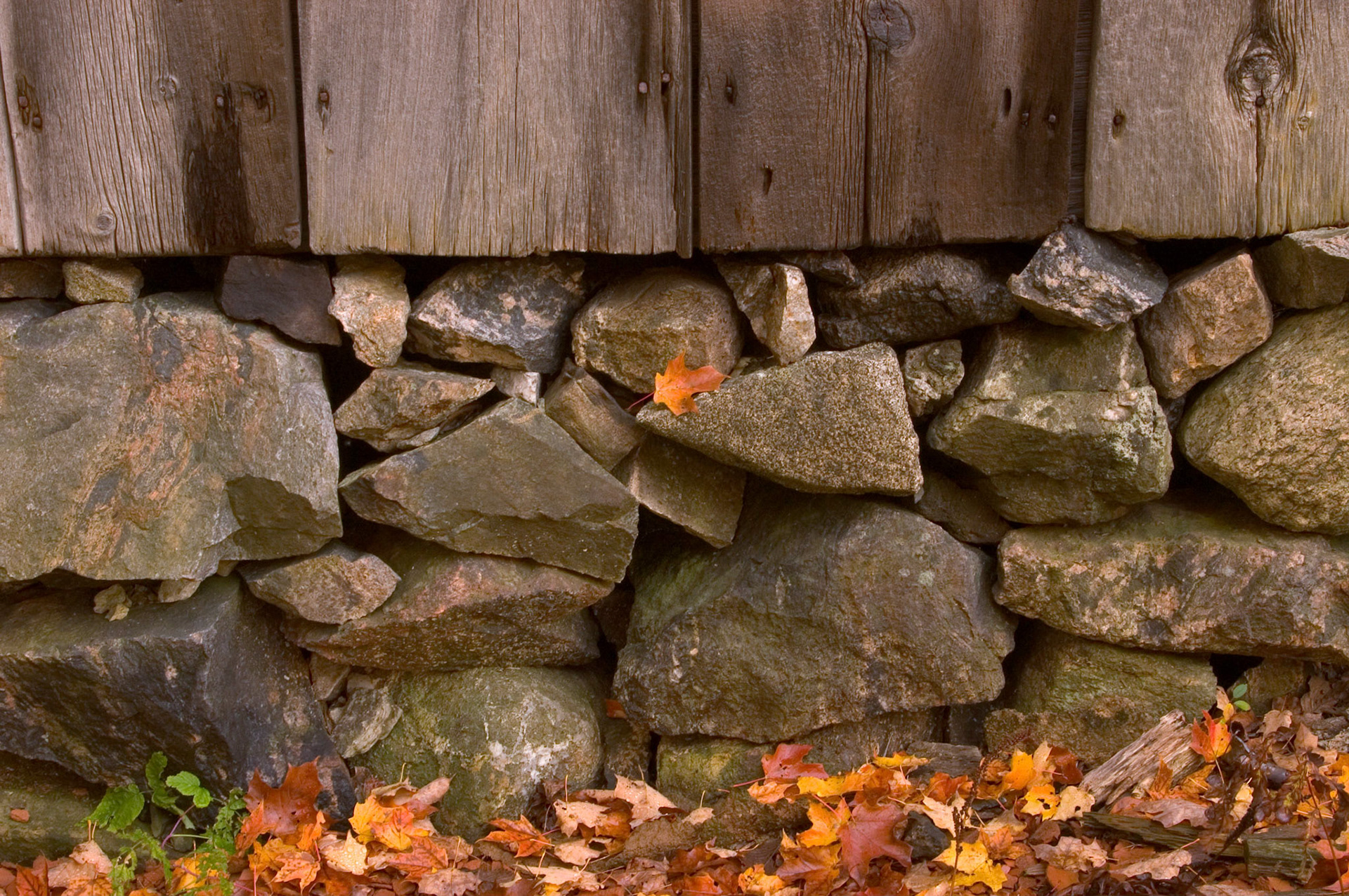 This leaf rests on the stone foundation of an old barn in Gatineau Park near Chelsea, Quebec, Canada.