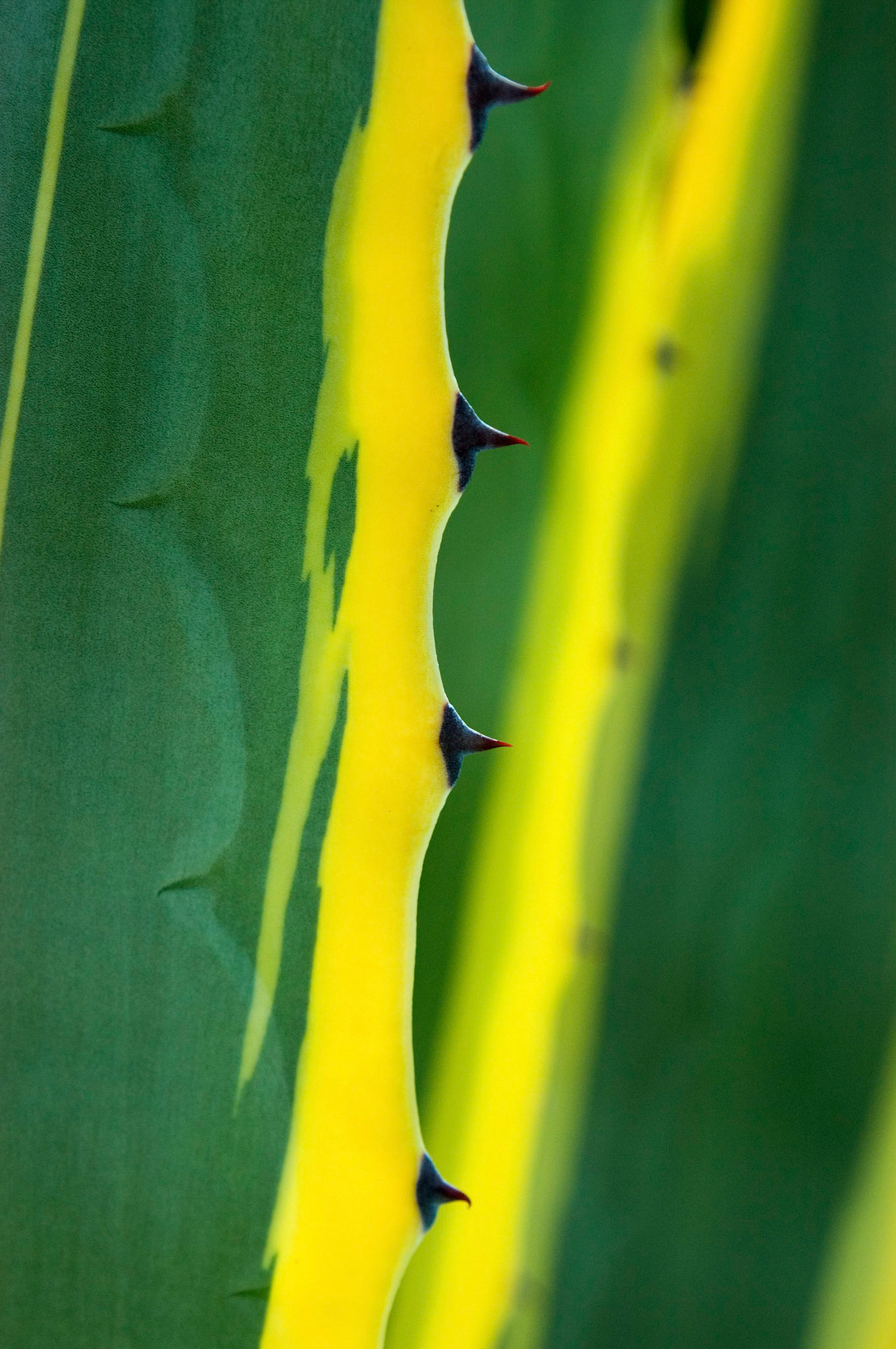 A closeup of a variegated agave (Agave americana 'Marginata') at the Mission San Luis Rey de Francia in Oceanside California.