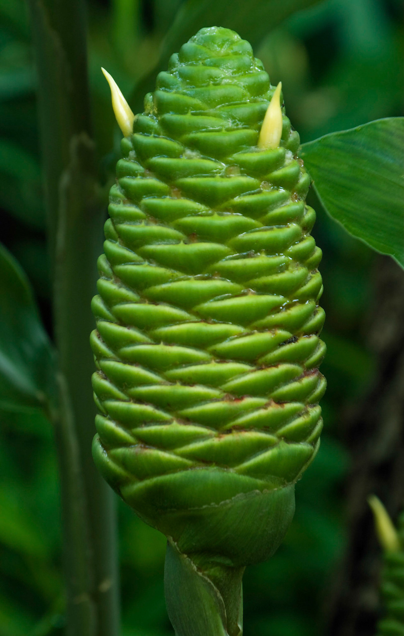 Shampoo ginger plants (Zingiber zerumbet) have flowers shaped like pine cones at the San Antonio Botanical Garden in San Antonio Texas.
