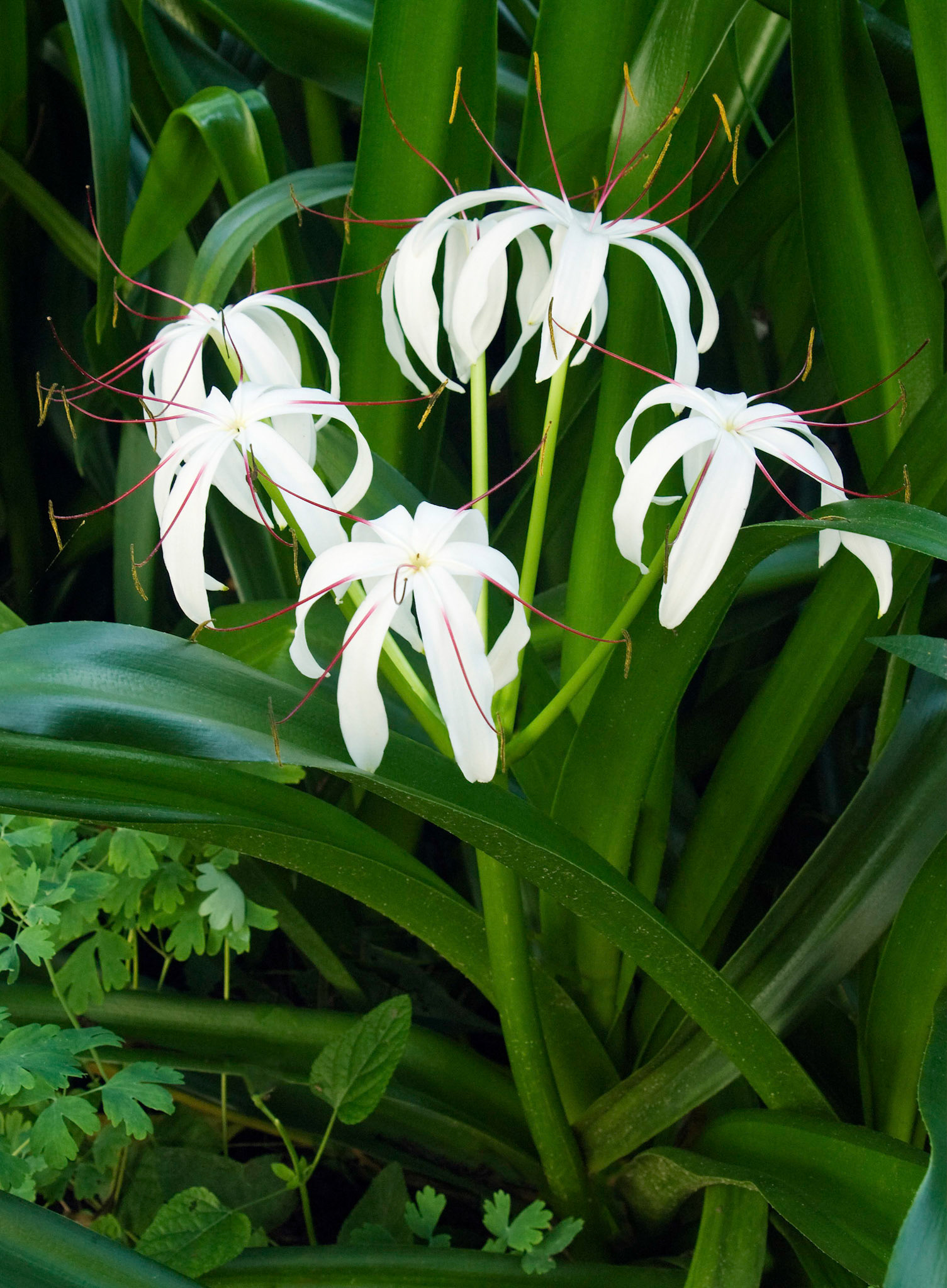 Swamp lilies (Crinum americanum) bloom at the San Antonio Botanical Garden in San Antonio Texas.