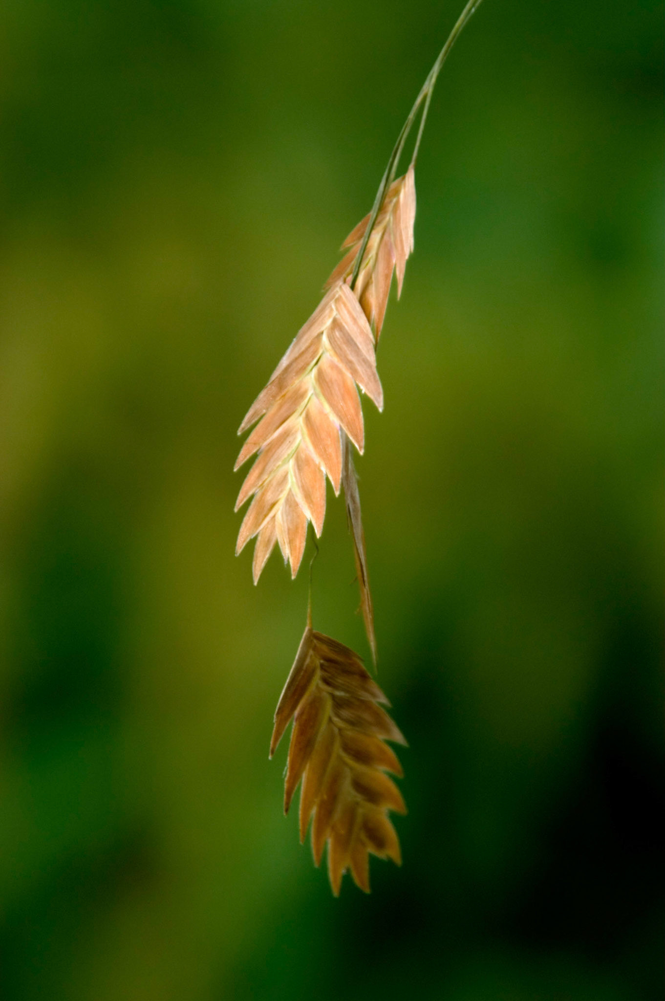 A closeup of some Northern sea oats (Chasmanthium latifolium) growing at Greenspring Gardens in Alexandria Virginia.