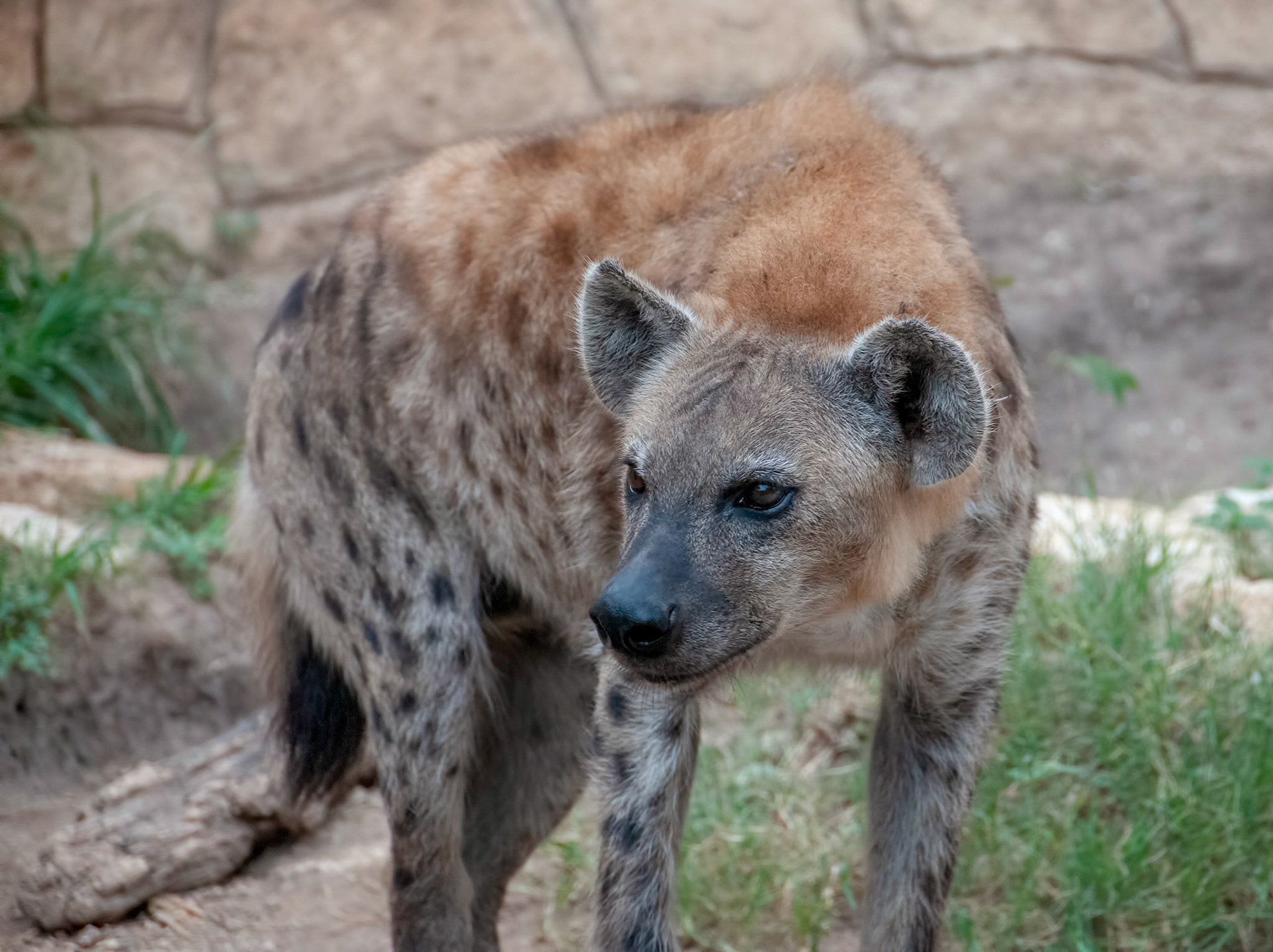 A spotted hyena (Crocuta crocuta) at the San Antonio Zoo in San Antonio Texas.