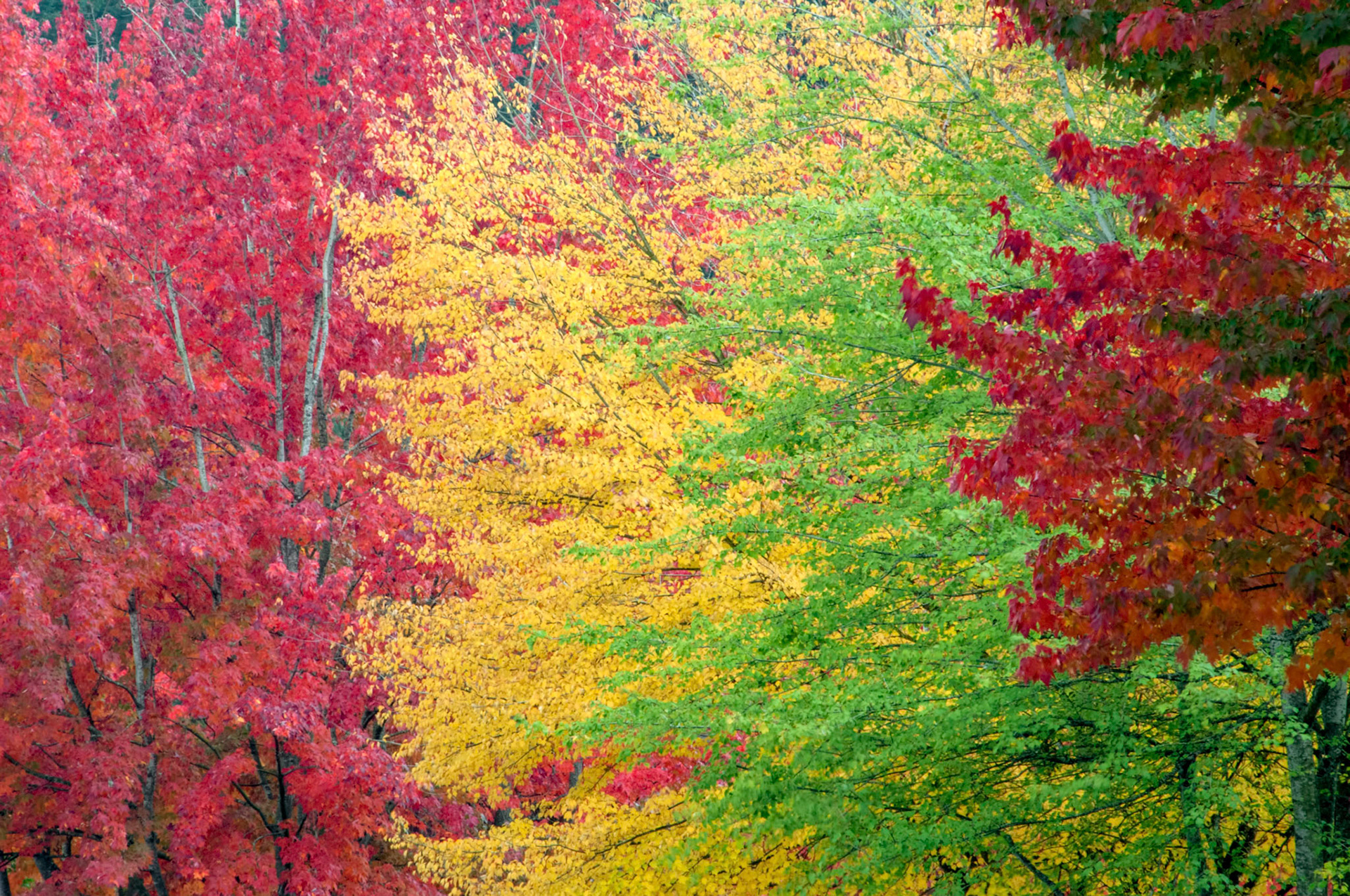 The leaves turn beautiful colors in autumn in Kirkland Washingto.