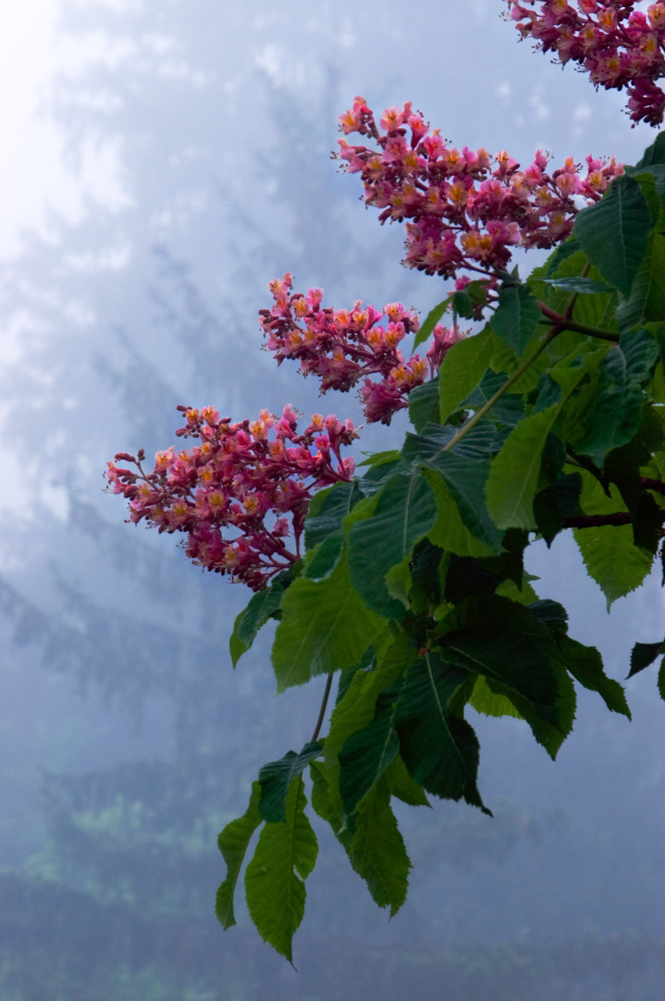 A horsechestnut tree (Aesculus hippocastanum) blooms on a foggy morning at the Greenbriar Resort in White Sulphur Springs West Virginia.