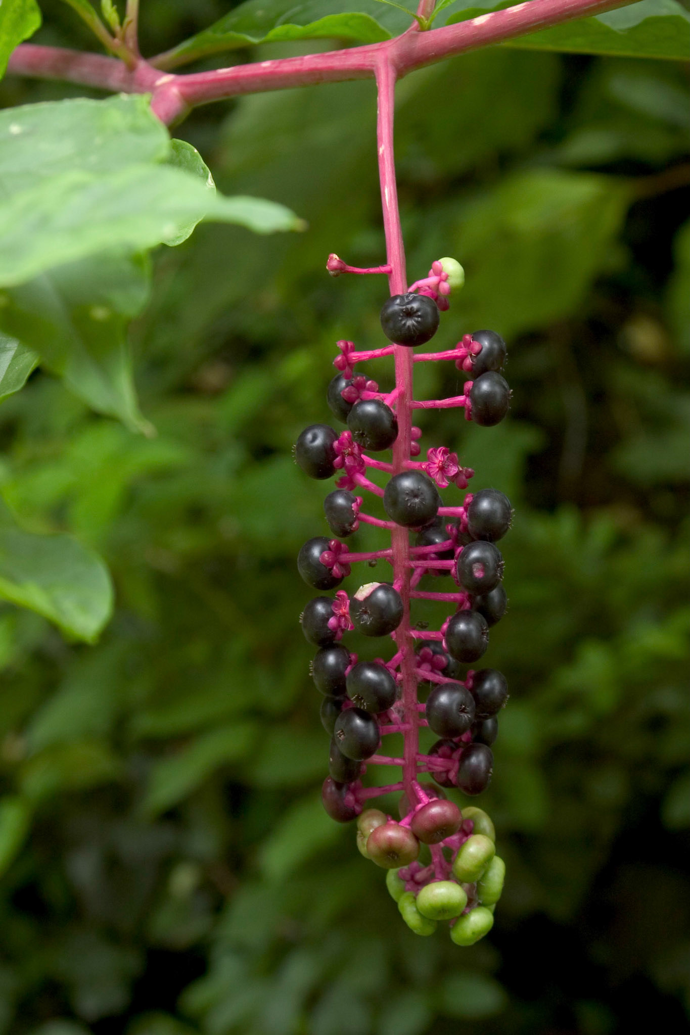 Closeup of the berries of an American Pokeweed (Phytolacca americana) plant growing along the Potomac River in Virginia near Teddy Roosevelt Island.