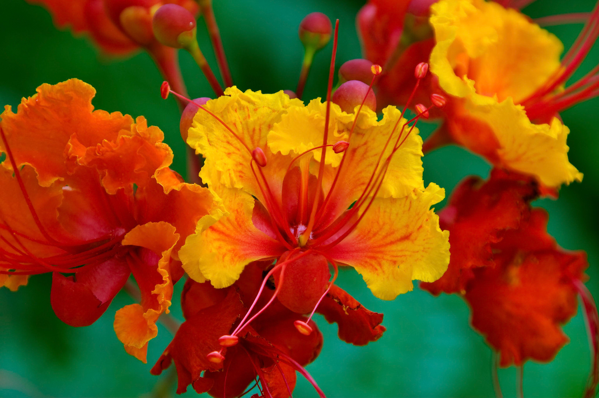 A Pride of Barbados (Caesalpinia pulcherrima) blooms at the San Antonio Botanical Garden in San Antonio Texas.