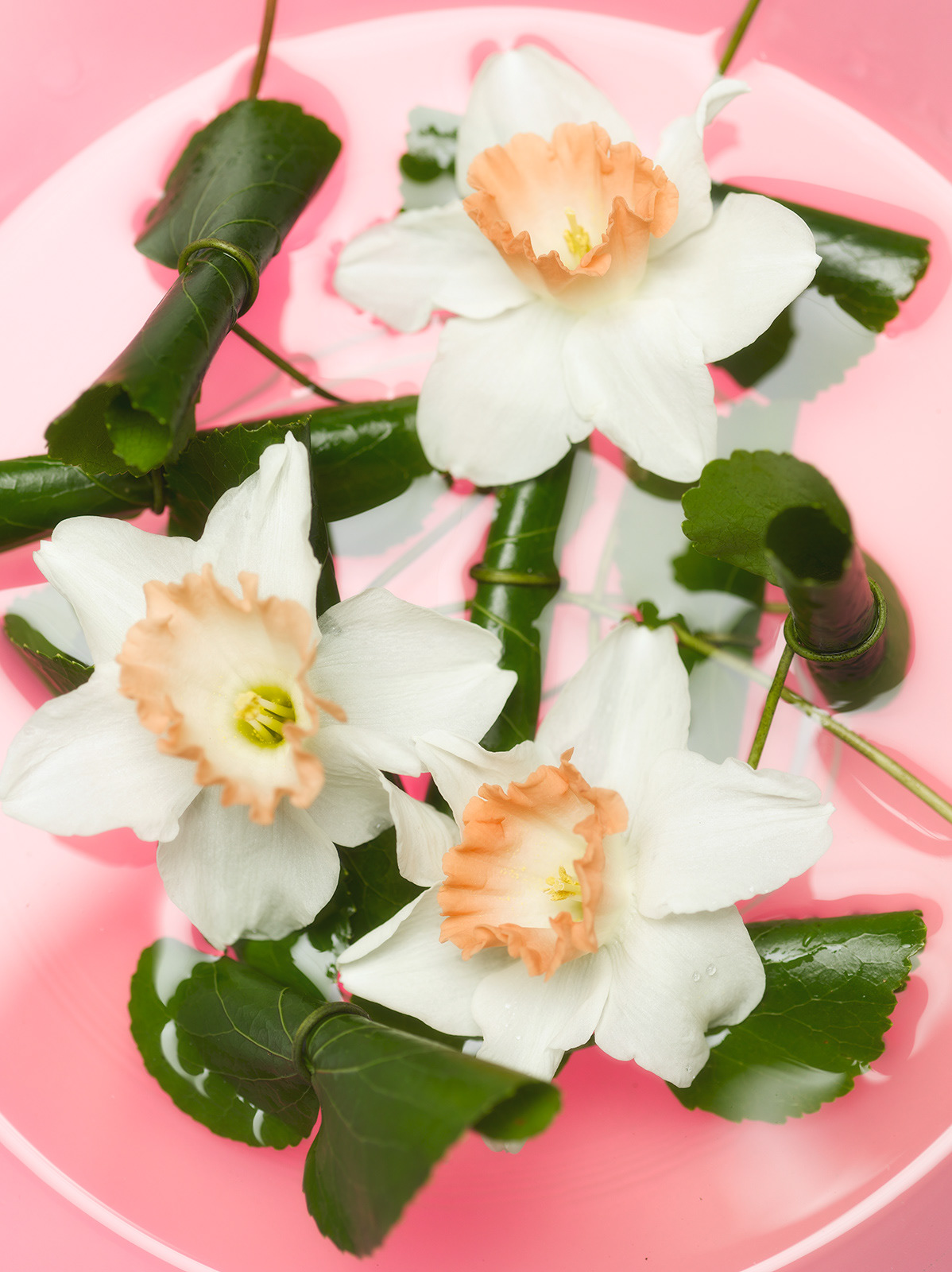 25ans連載「一華一葉」