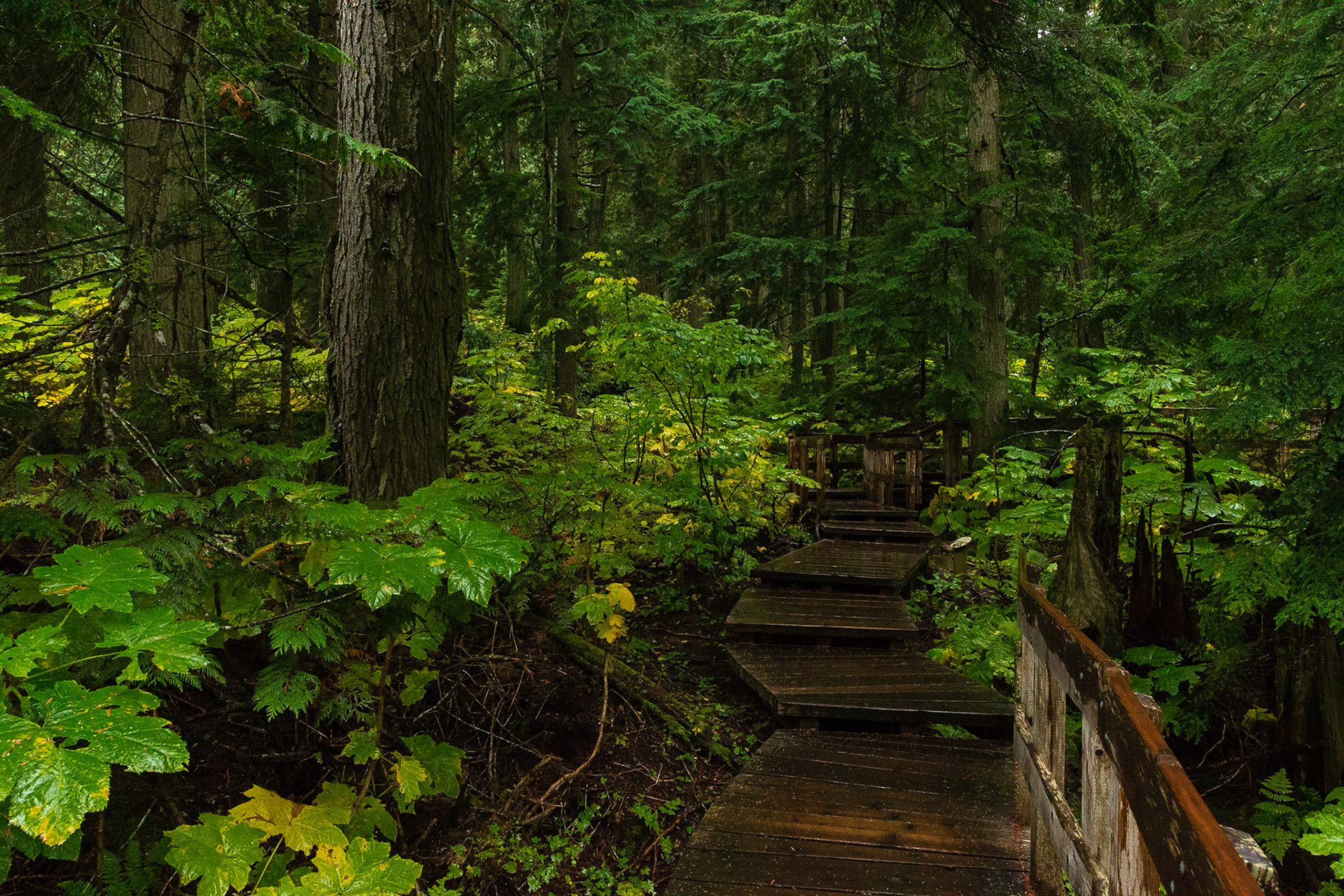 Mount Revelstoke National Park