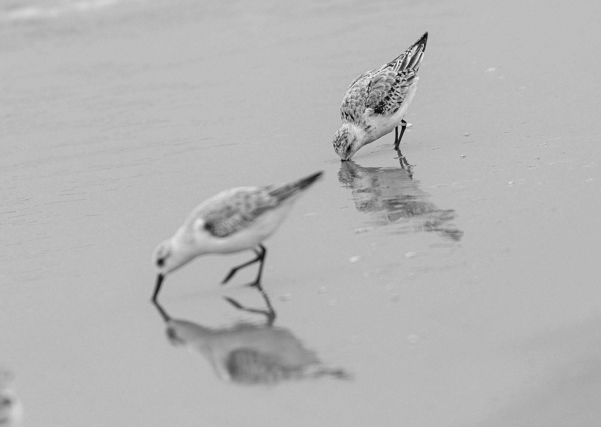 Sanderlings
