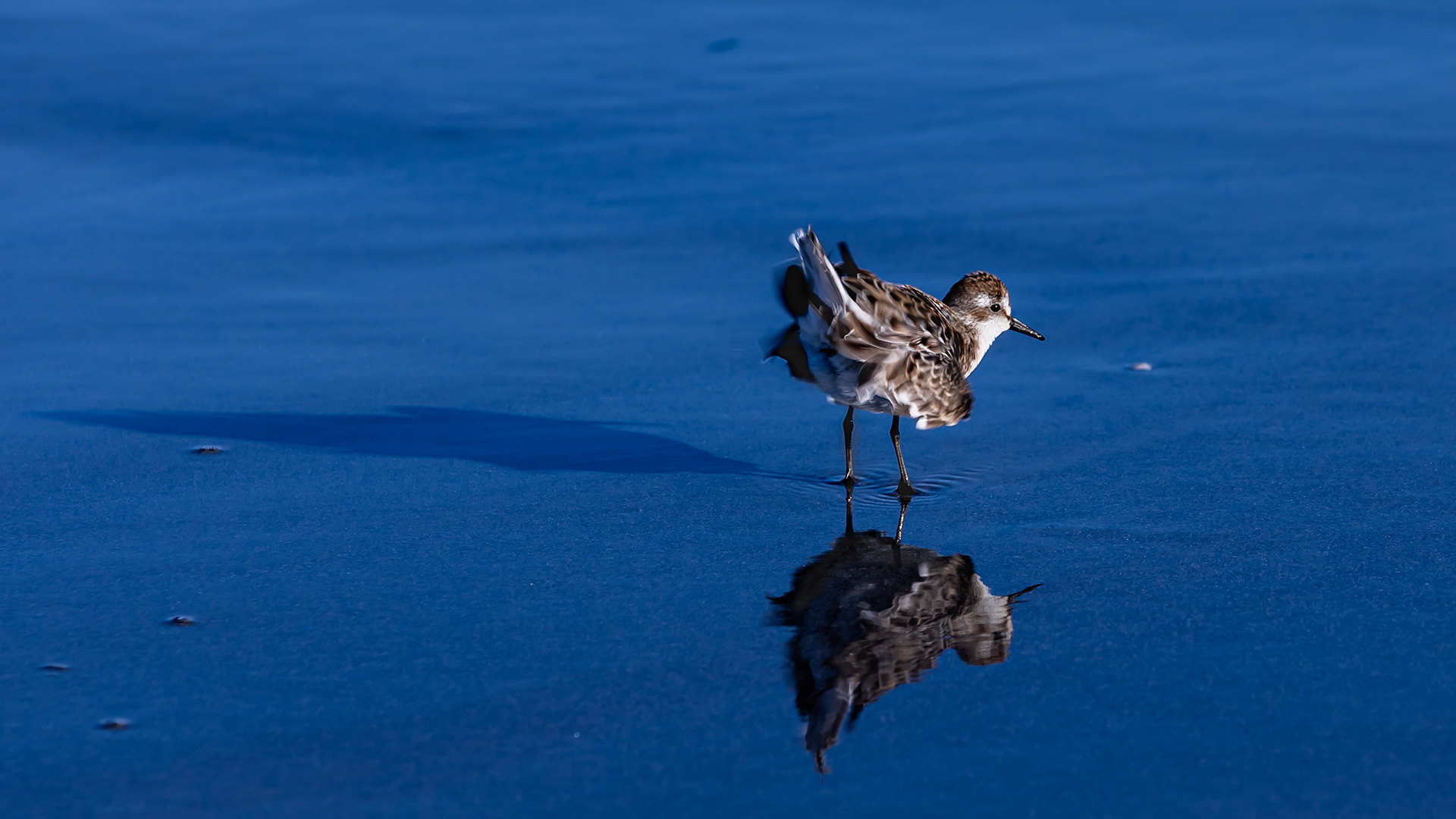 tiny sandpiper shaking his tailfeathers at me