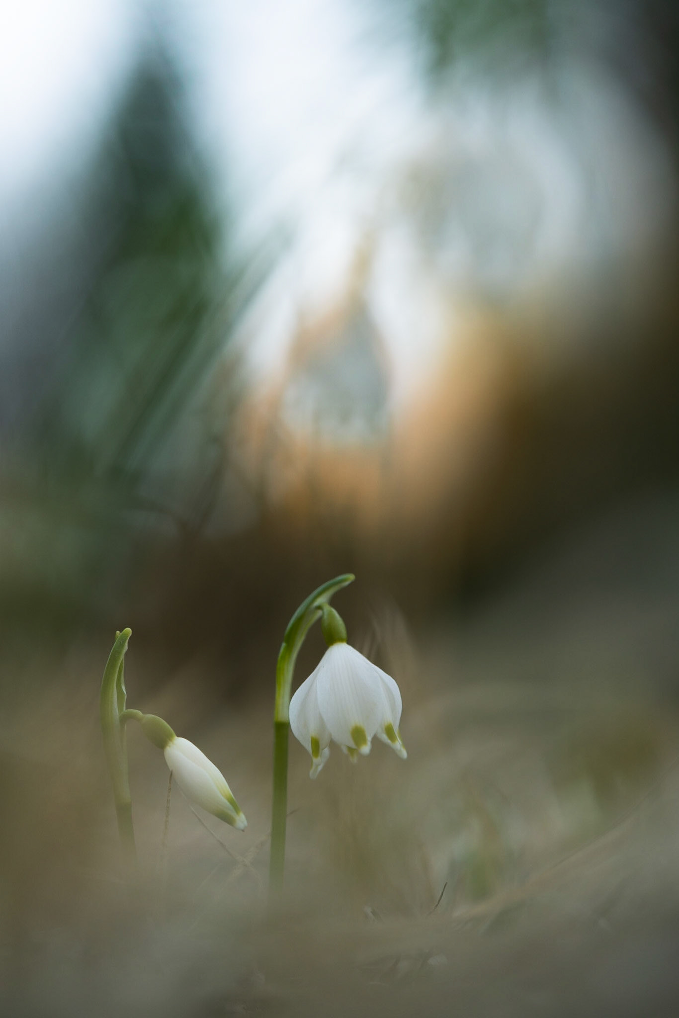 Märzenbecher | Frühjahr 2019