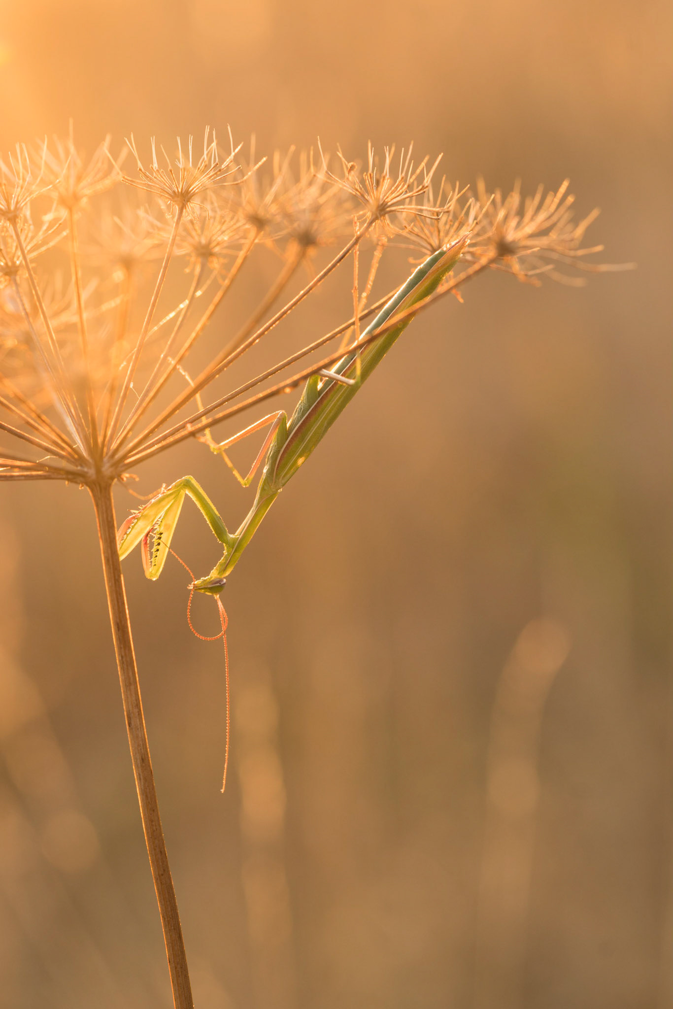 before bedtime | Gottesanbeterin 2018