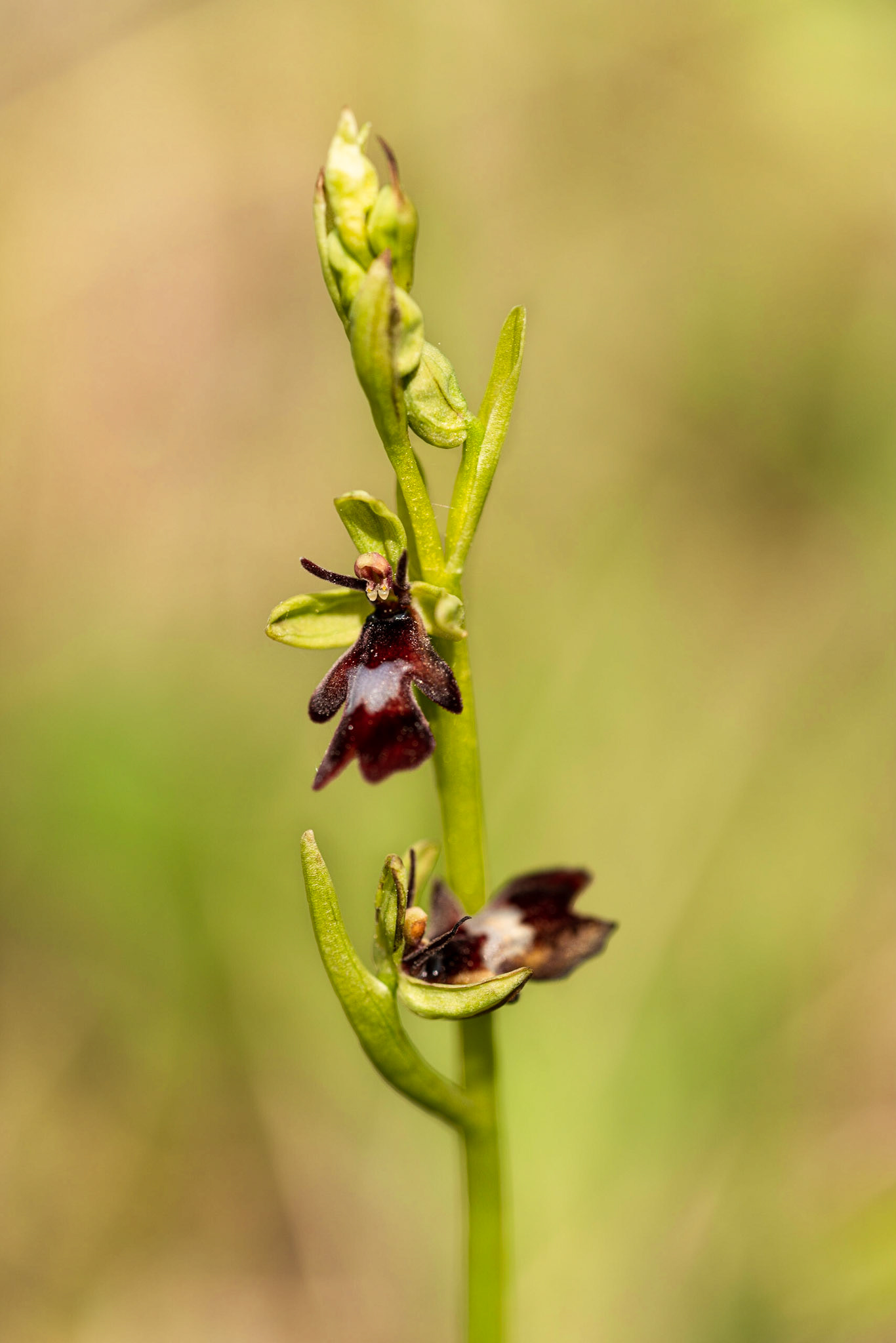 Blumenkinder | Mai 2019