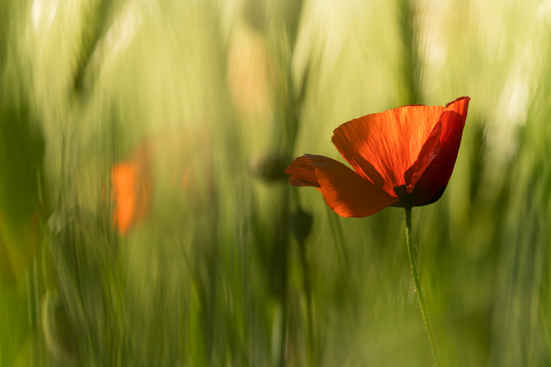 poppy addicted | Juni 2019