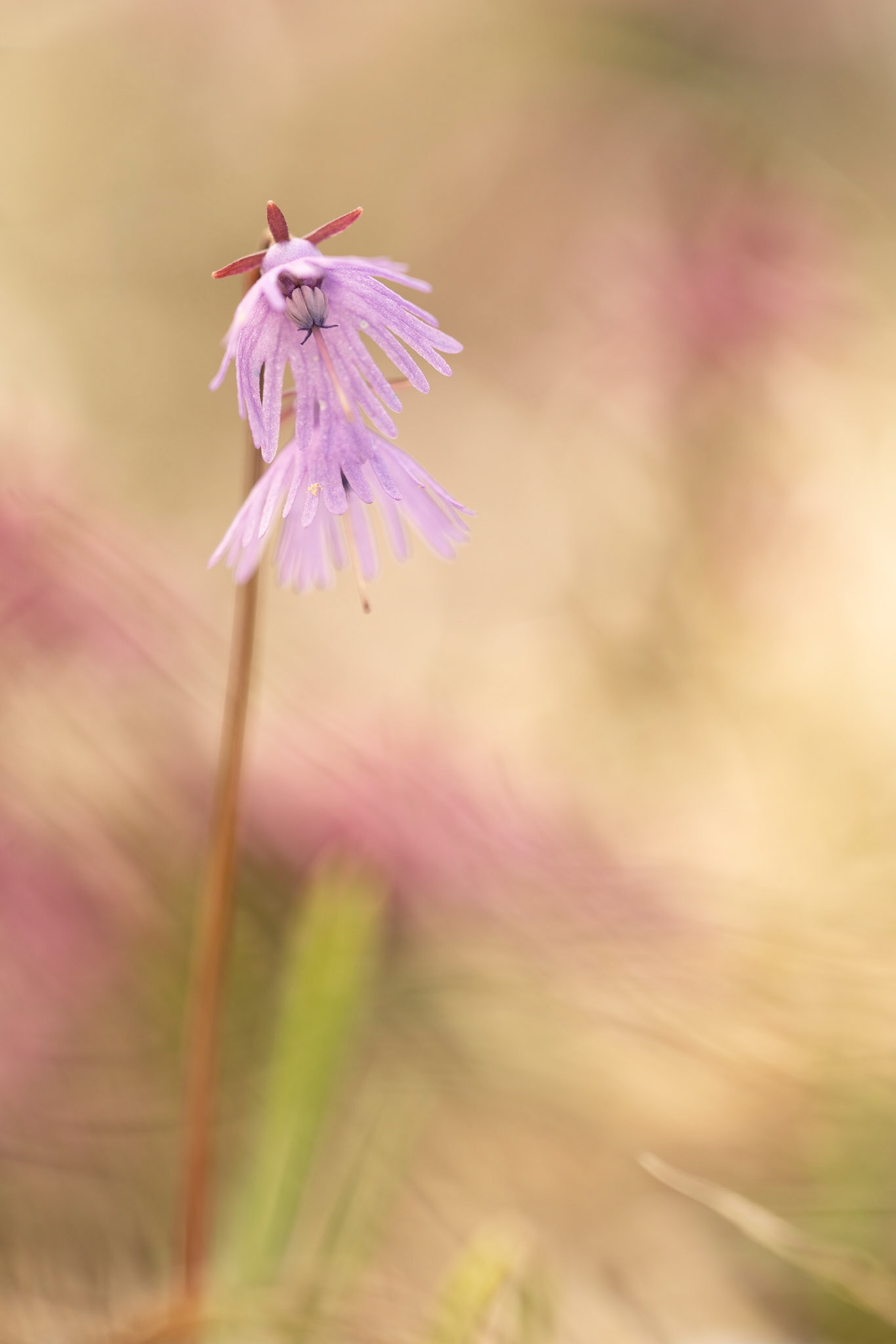 portfolio "nature" | Soldanella alpina