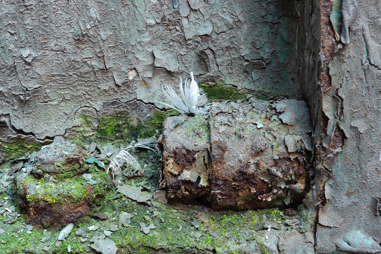 Du vent dans les plumes